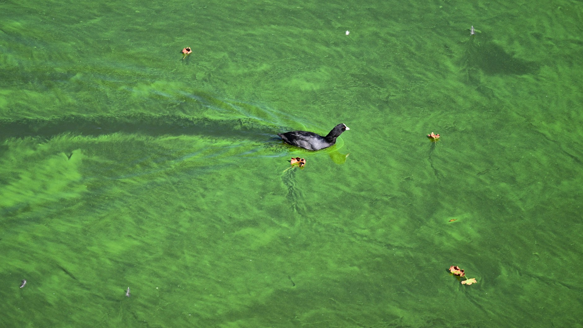 Blaualgen breiten sich im Sommer immer wieder in Badeseen aus. In Tegel ist jetzt bereits ein Hund ums Leben gekommen.