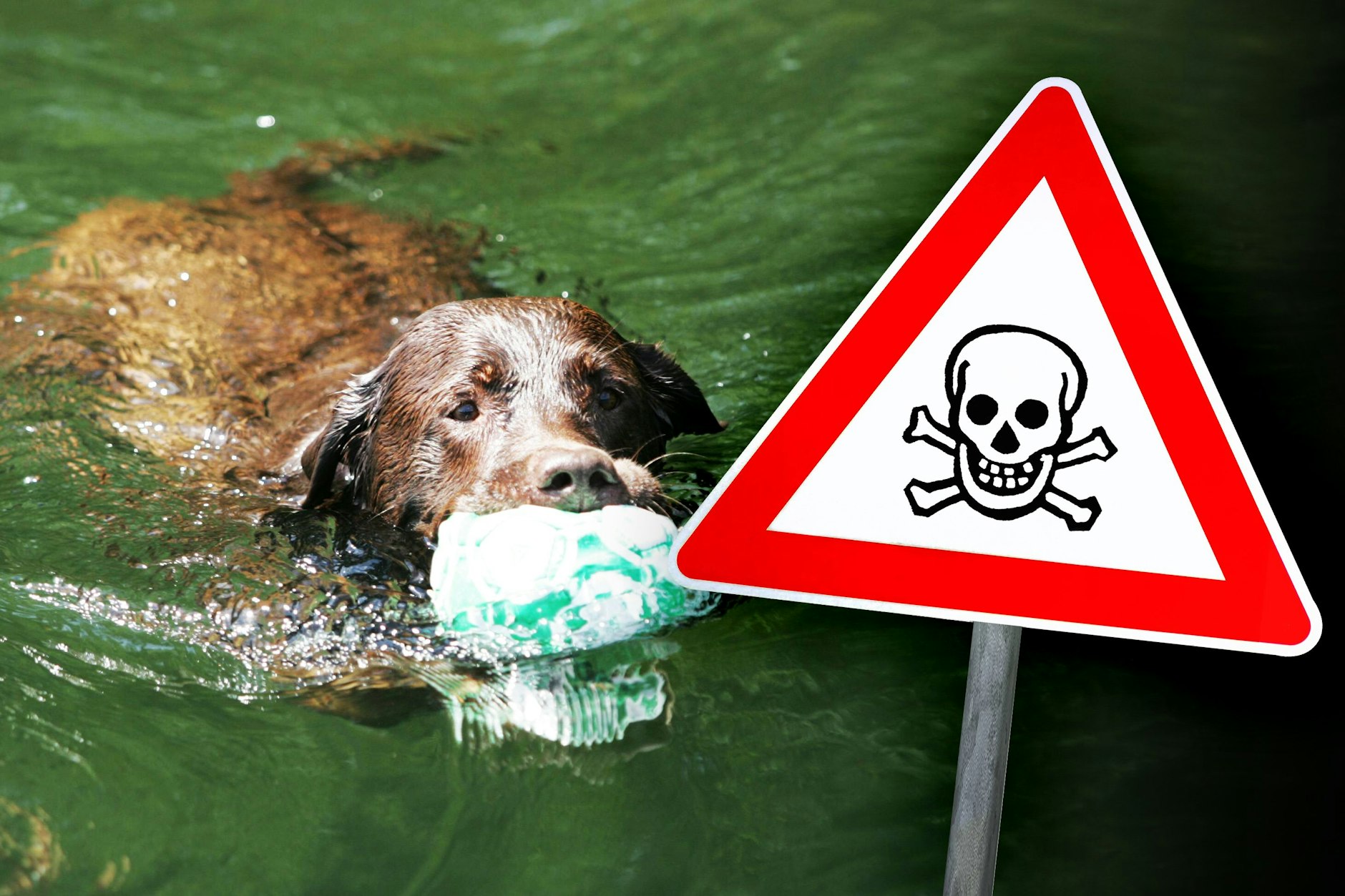 Wenn sich Blaualgen im Badesee ausbreiten, kann das Baden und Spielen im Wasser für Hunde richtig gefährlich werden. In Berlin wird jetzt wieder vor dem Gift gewarnt.