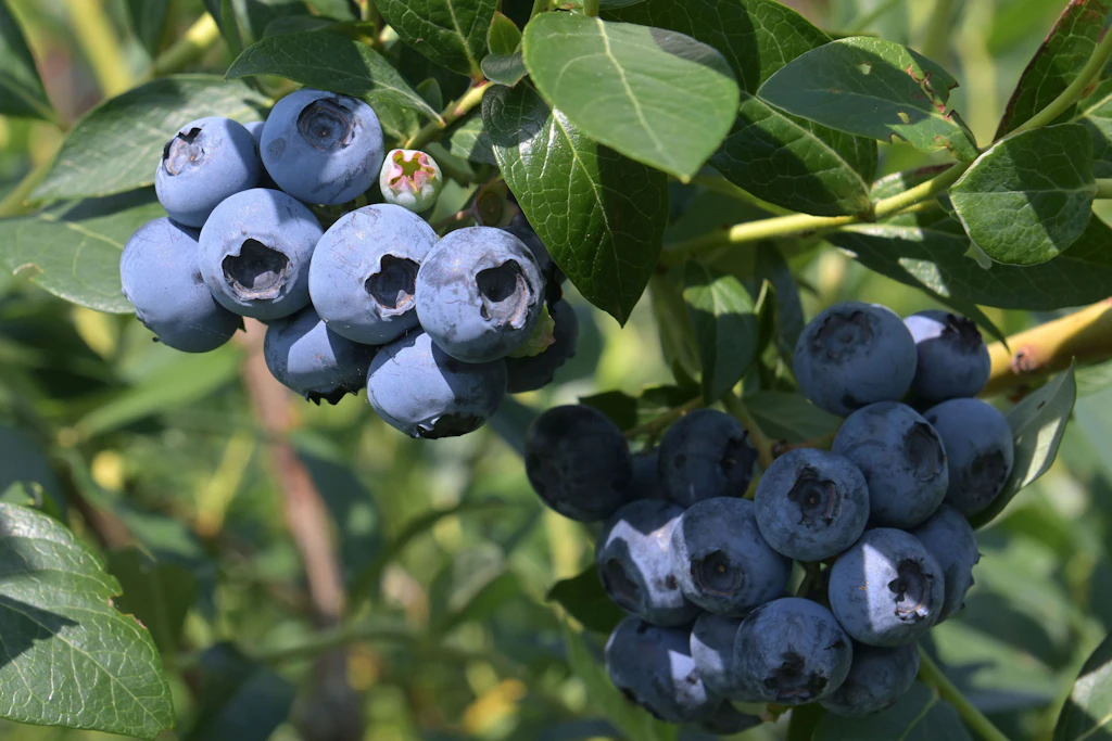 Egal, wie man sie nennt: Blaubeere oder Heidelbeere – Hauptsache lecker