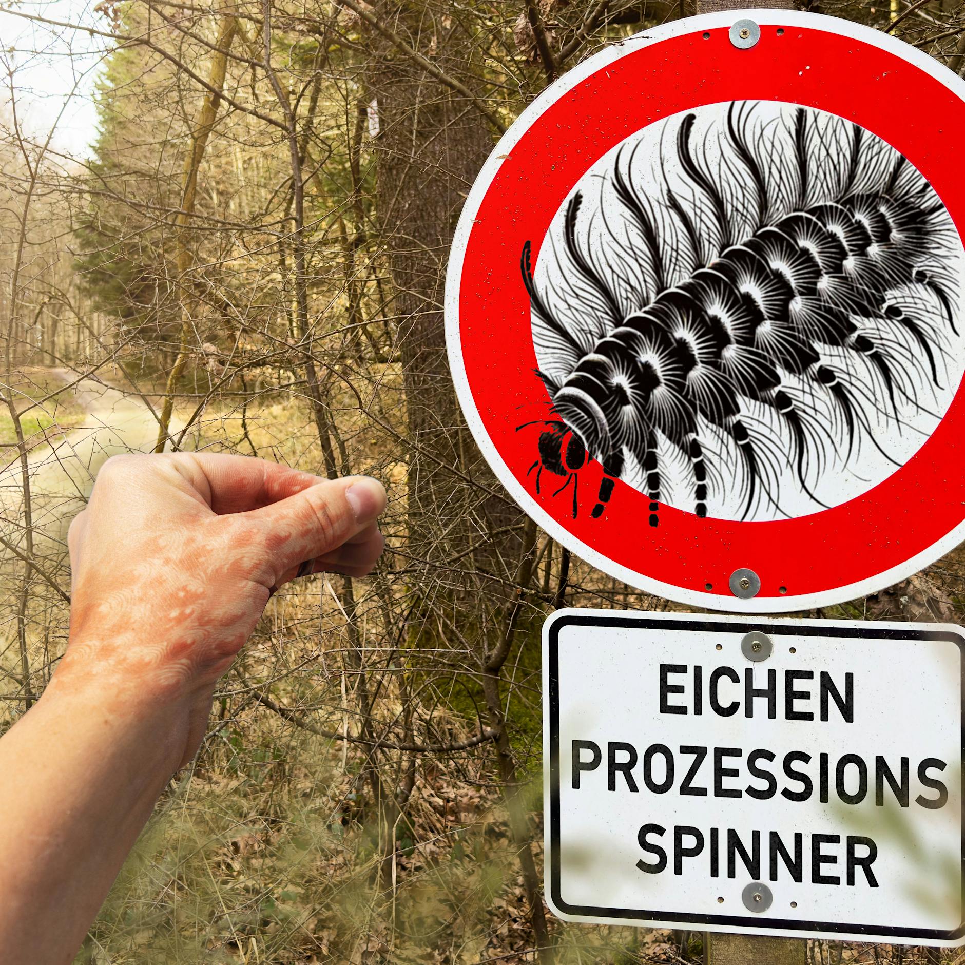 Absoluter Horror! Giftraupen in Berlin: DAS machen sie mit dem Körper