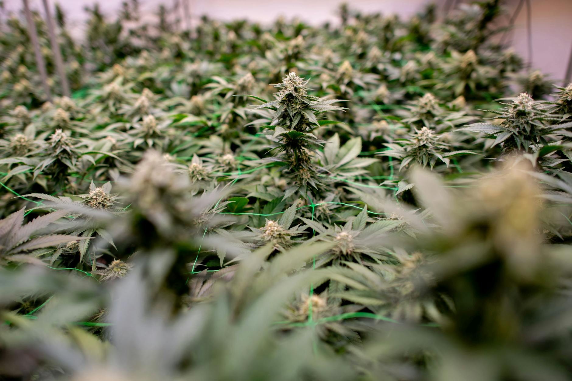 Bei einem Raub in Neukölln ist vergangenes Jahr ein mutmaßlicher Drogendealer getötet worden.