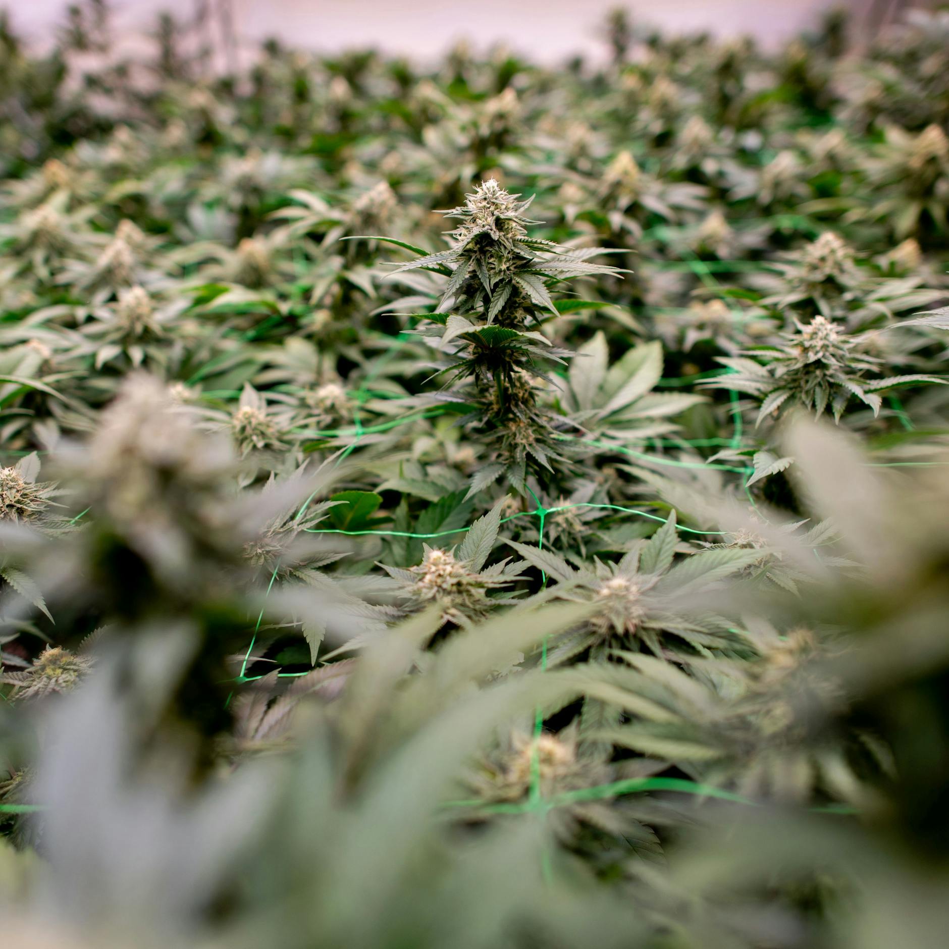 Image - Mutmaßlicher Drogendealer bei Raub getötet – Anklage gegen 29-Jährigen erhoben