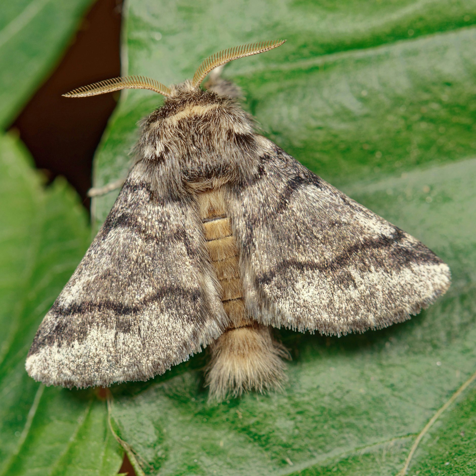 Aus den Raupen wird ein Eichenprozessionsspinner-Falter.