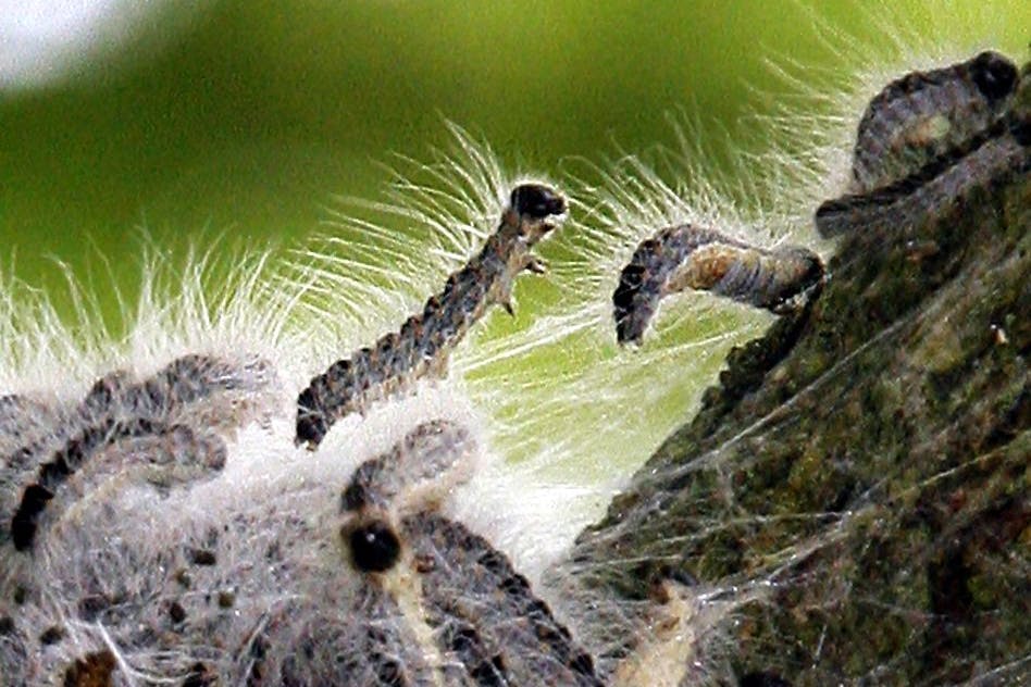 Auch in diesem Jahr müssen Berliner in der Nähe von Eichen besonders vorsichtig sein.