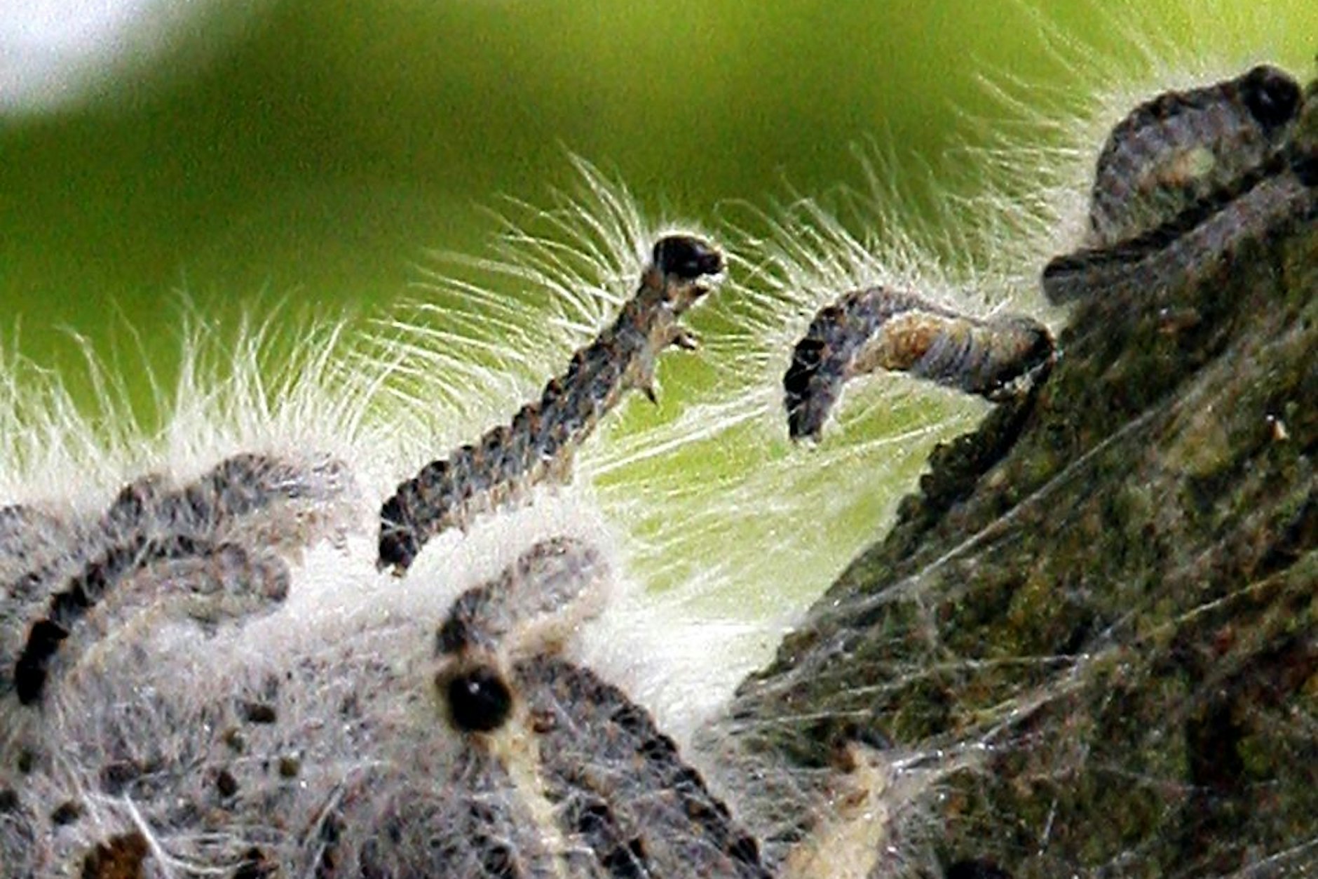 Auch in diesem Jahr müssen Berliner in der Nähe von Eichen besonders vorsichtig sein.