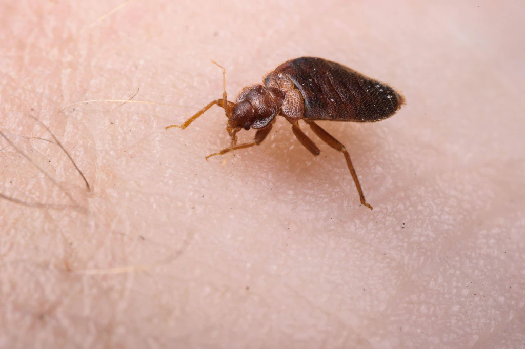 The bed bugs are attacking: Another police prison is infested with vermin.