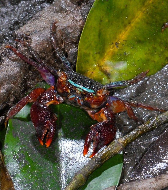 Image - Krabbe mit Disko-Strahler am Kopf entdeckt
