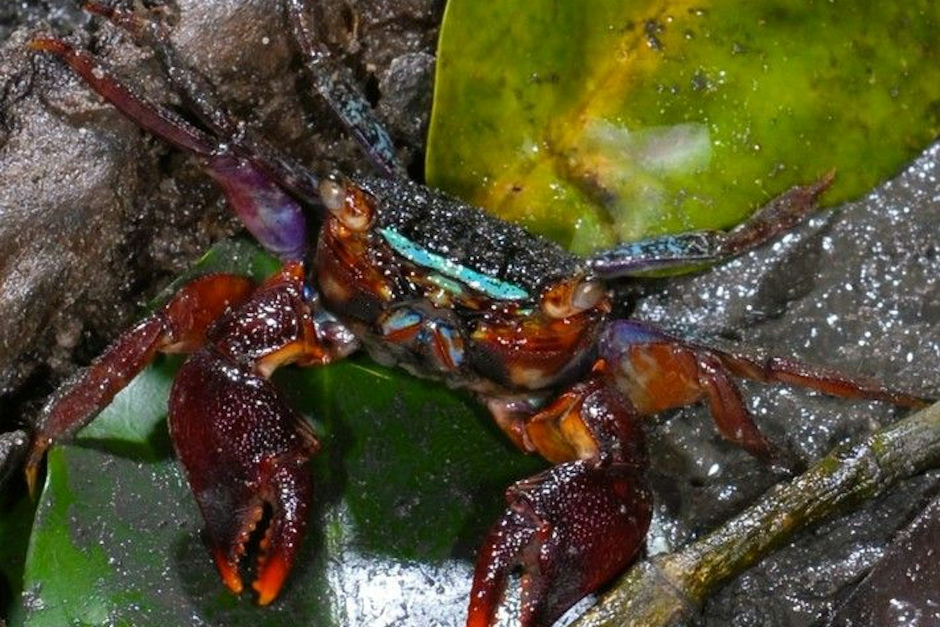 Eine Krabbe mit reflektierendem Pigmentstreifen auf dem Kopf