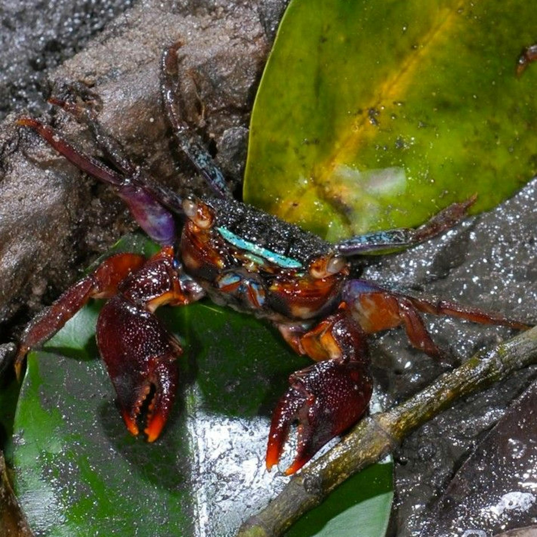 Image - Krabbe mit Disko-Strahler am Kopf entdeckt