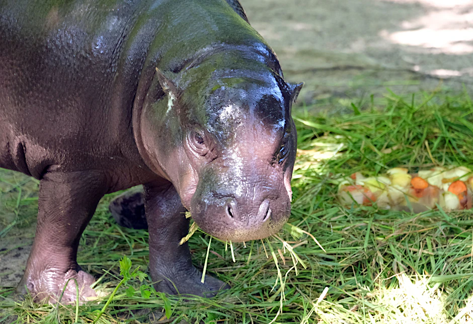 Zum ersten Geburtstag gab es für Toni im Berliner Zoo eine tiefgefrorene Leckerei.