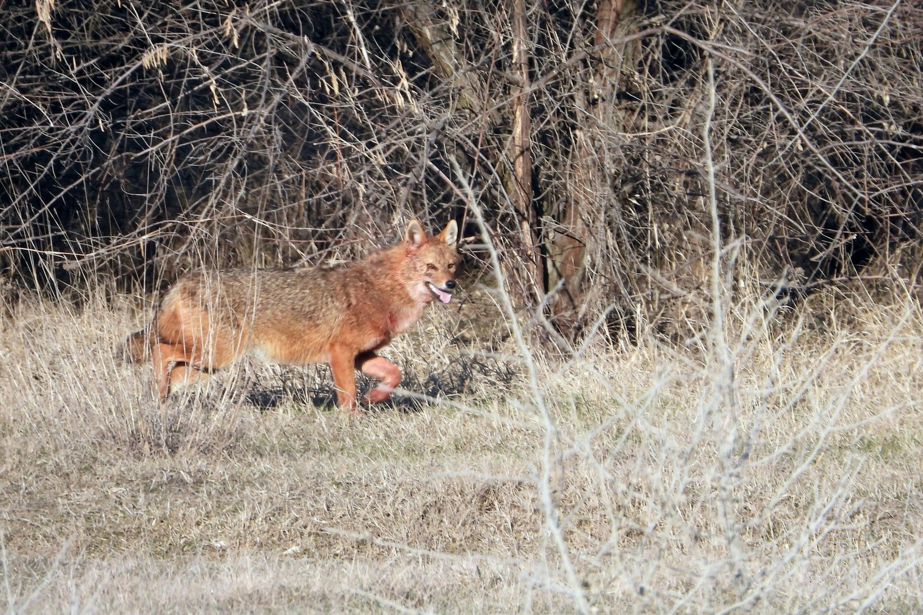 Goldschakale breiten sich zunehmend in Mitteleuropa aus.