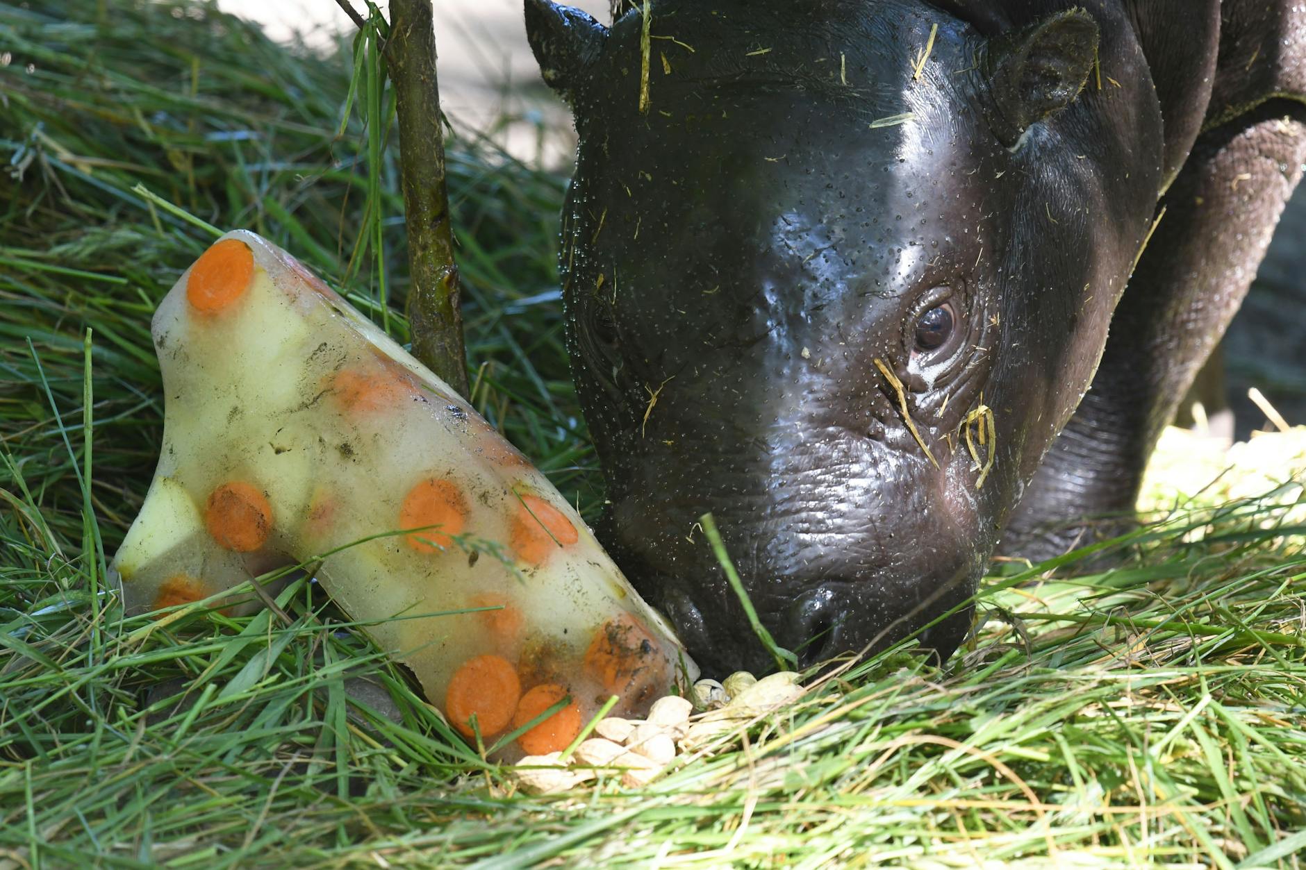 Zum ersten Geburtstag gab es für Toni im Berliner Zoo eine tiefgefrorene Leckerei.