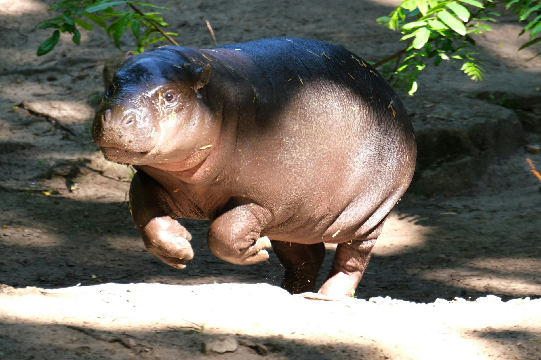 Das Zwergflusspferd Toni feierte vor kurzem ihren ersten Geburtstag im Zoo Berlin.
