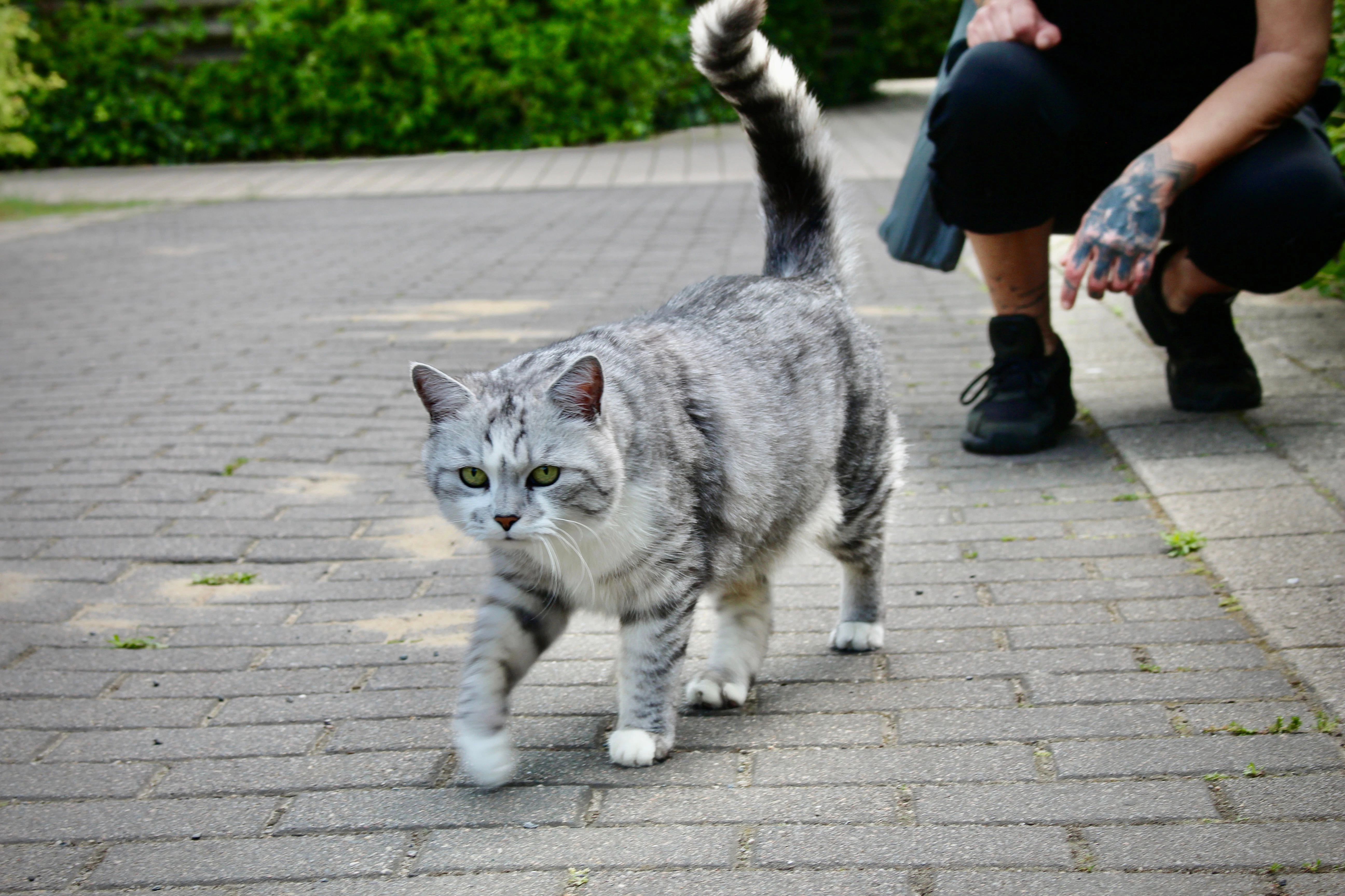 Silvia El Halfaoui, 45 und ihr 15-jahre alter Kater lieben das schöne grüne Marzahn: „In Kreuzberg könnte ich nicht einfach mit meiner Katze spazieren gehen. In Marzahn kann ich das."