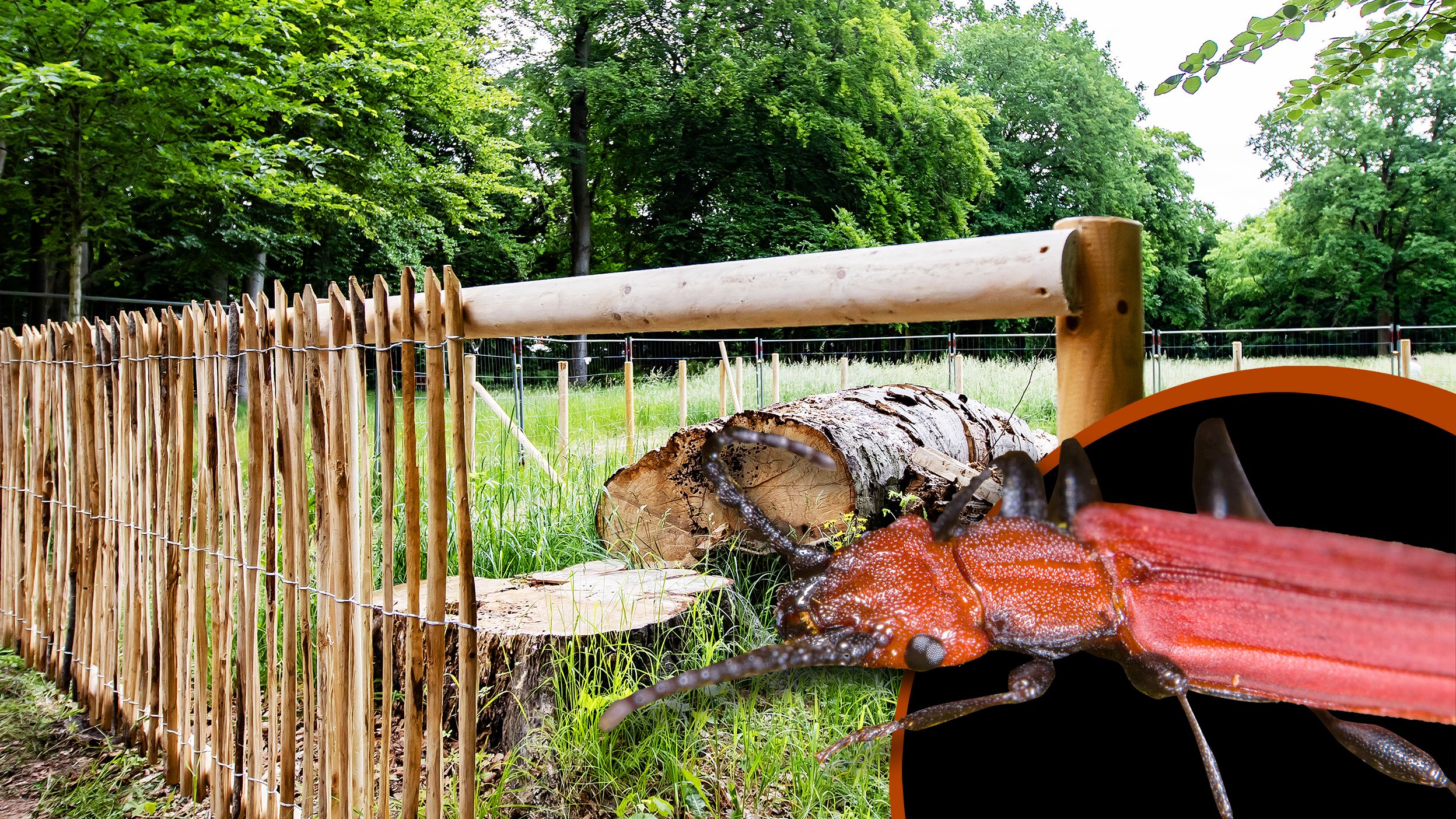 Pankow leistet sich 3500-Euro-Zaun für Käfer im Schlosspark