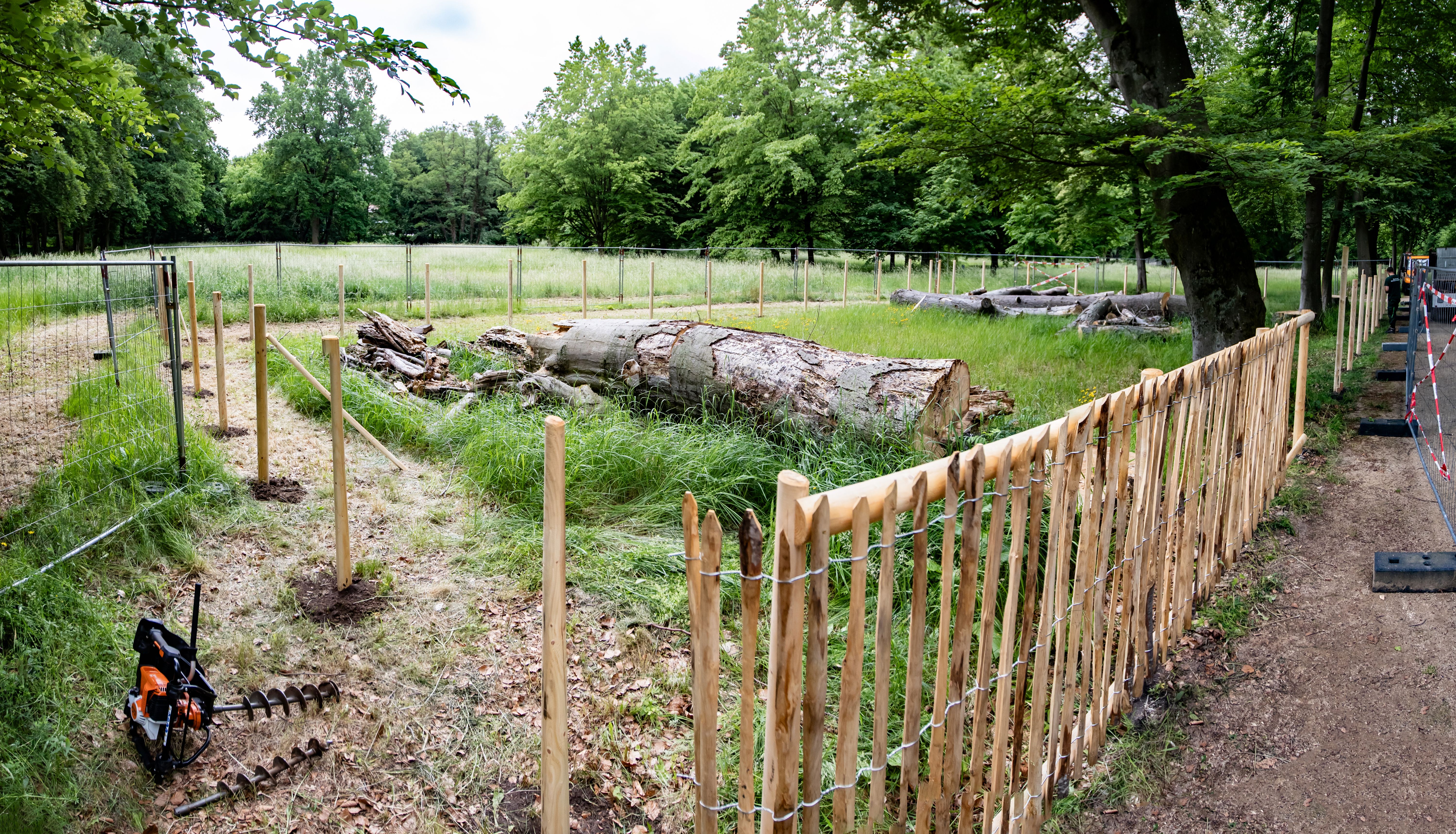 Der Käfer-Zaun von Pankow nützt dem Bezirk – aber nicht dem Käfer