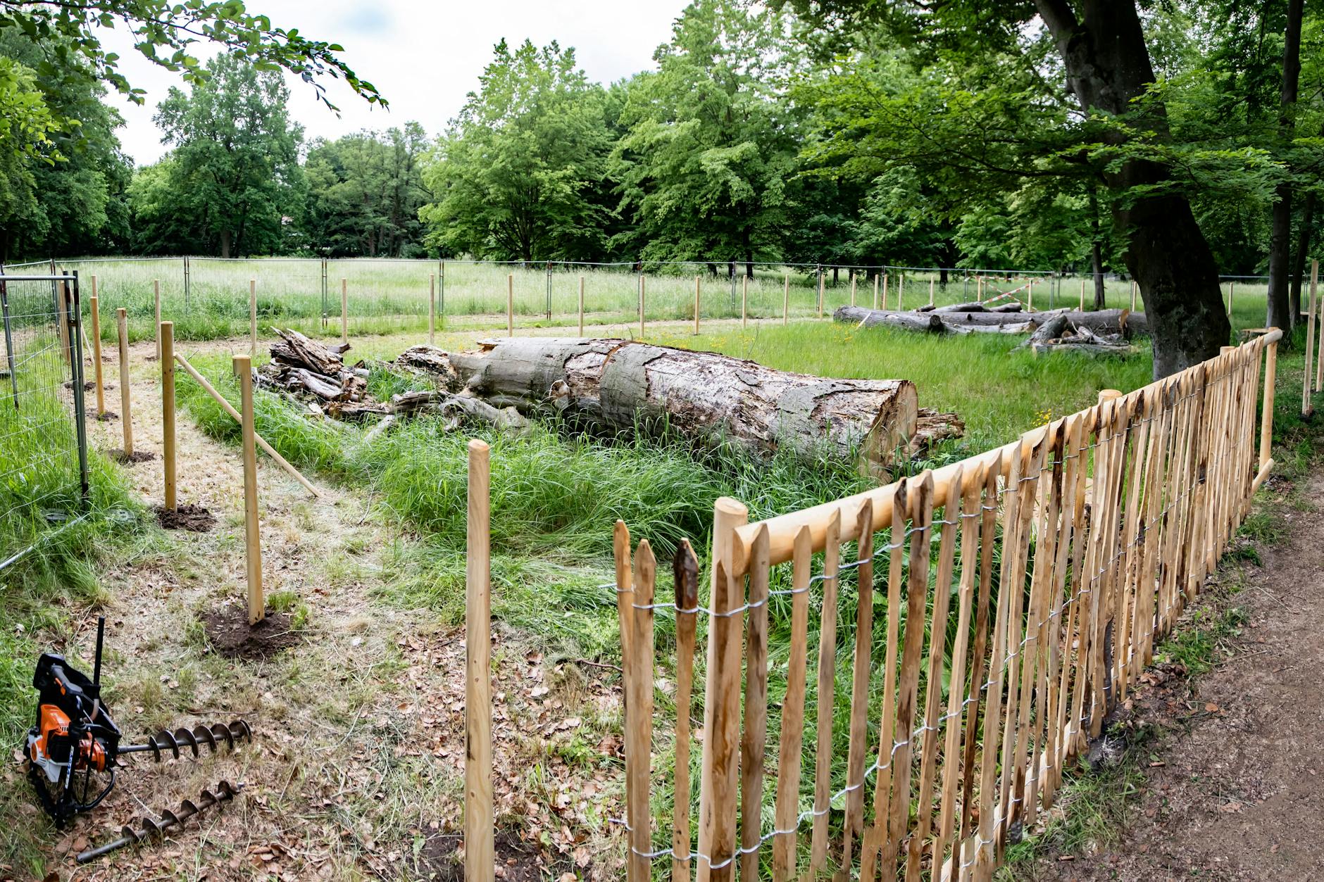 Bauarbeiten für einen Zaun im Schlosspark Buch. Hier lebt der Scharlachrote Plattkäfer auf morschen, alten Bäumen.
