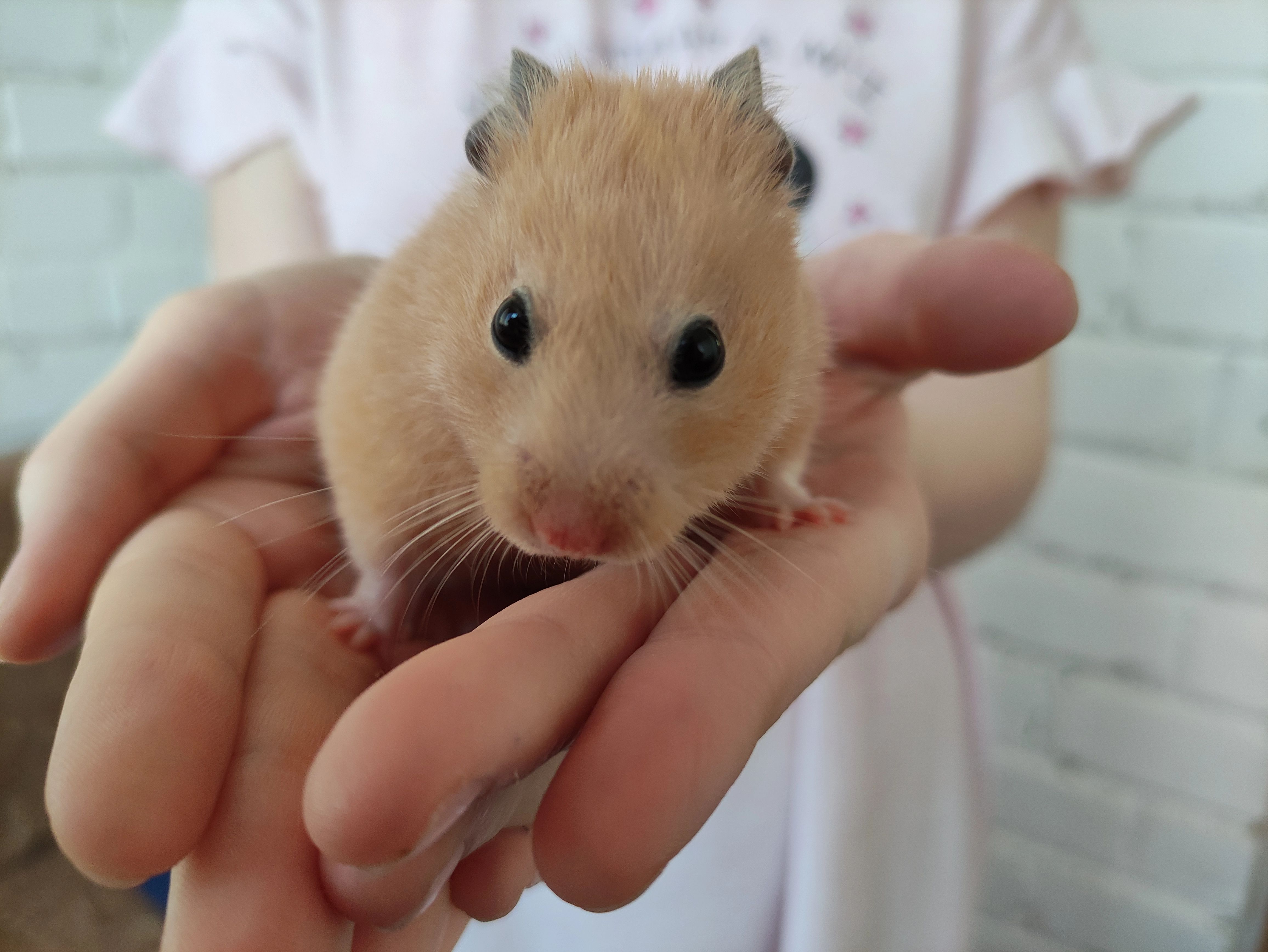 Image - Schulmädchen sollen Hamster zu Tode gequält haben