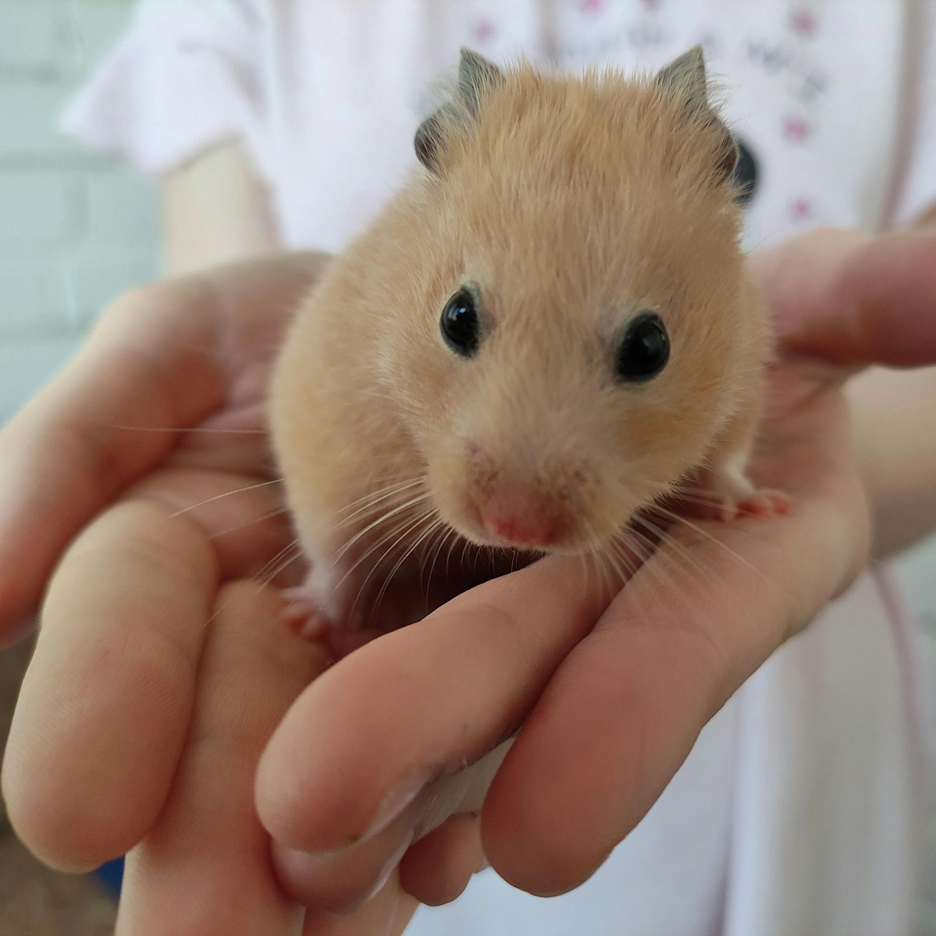 Schulmädchen sollen Hamster zu Tode gequält haben