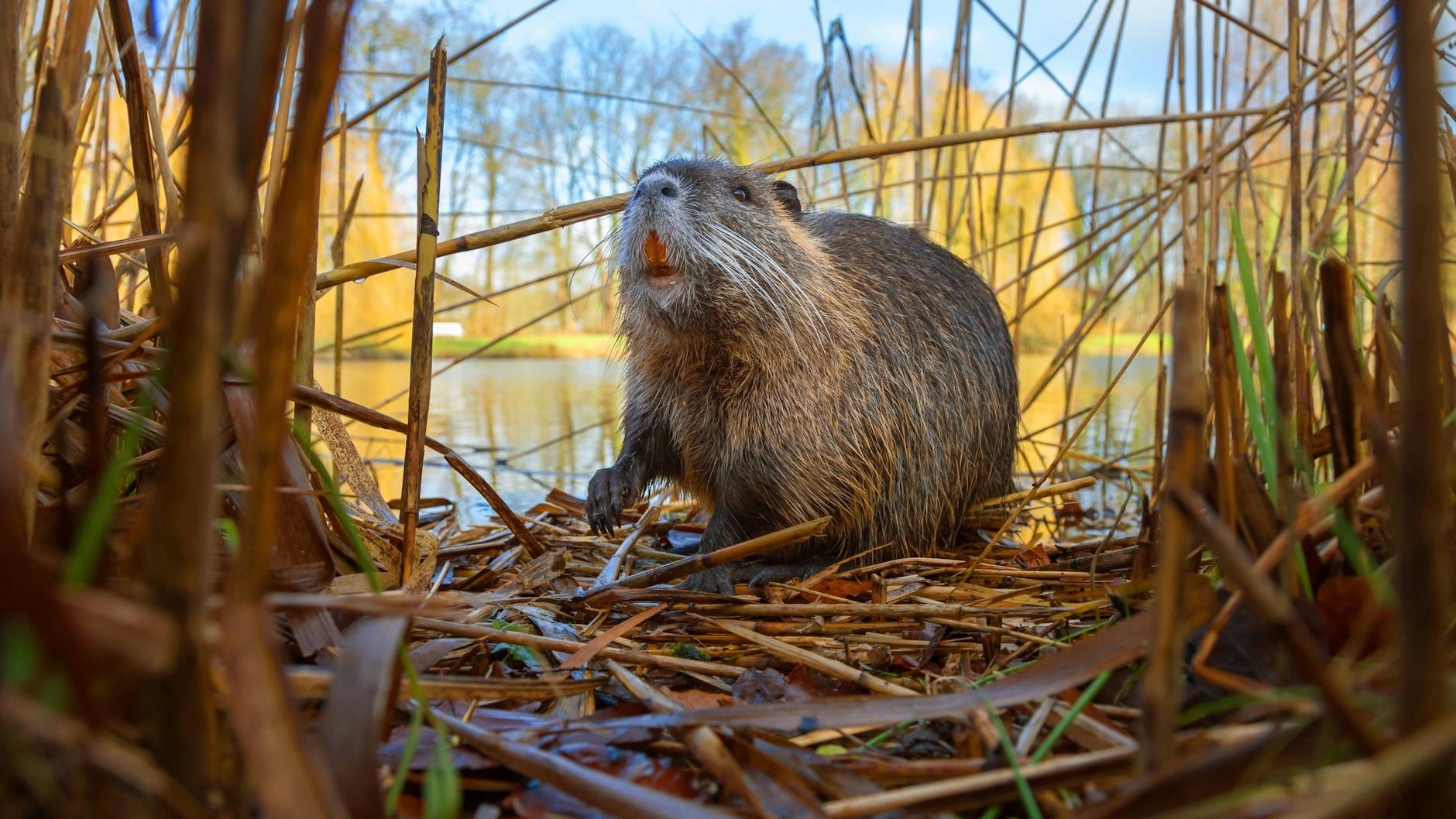 Auch der Sumpfbiber ist in Brandenburg und Sachsen-Anhalt weit verbreitet.