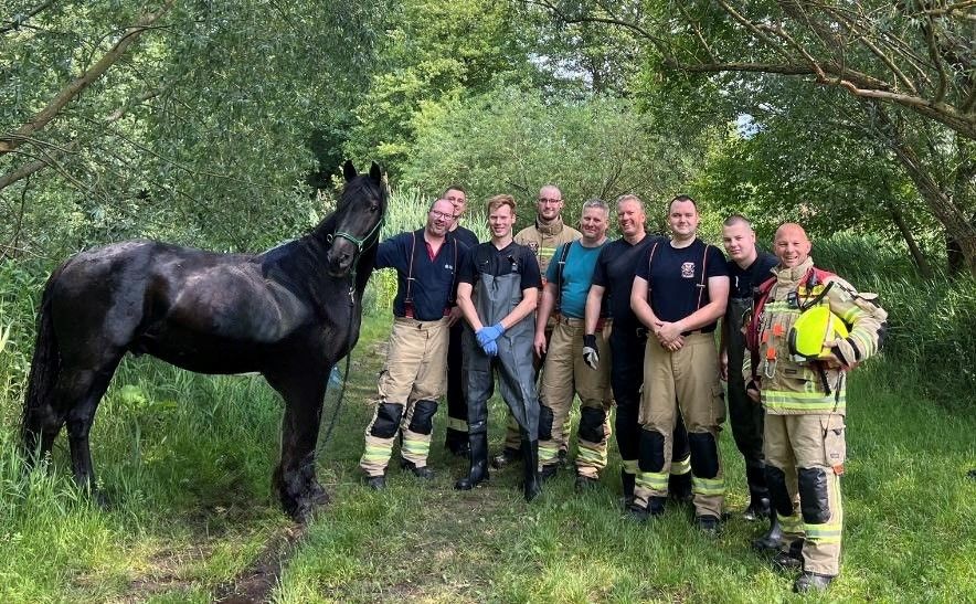 Dramatische Pferderettung: Berliner Feuerwehr zieht Wallach aus Teich