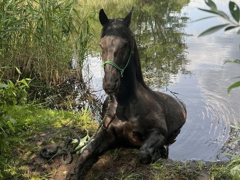 Der schwarze Wallach wird aus dem Teich gezogen.