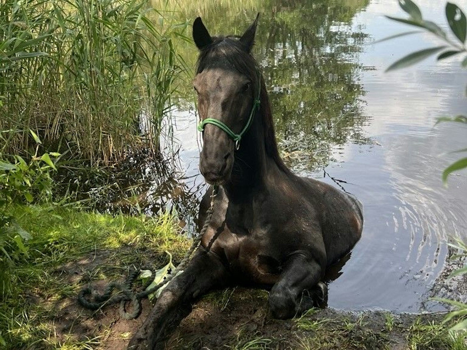 Der schwarze Wallach wird aus dem Teich gezogen.