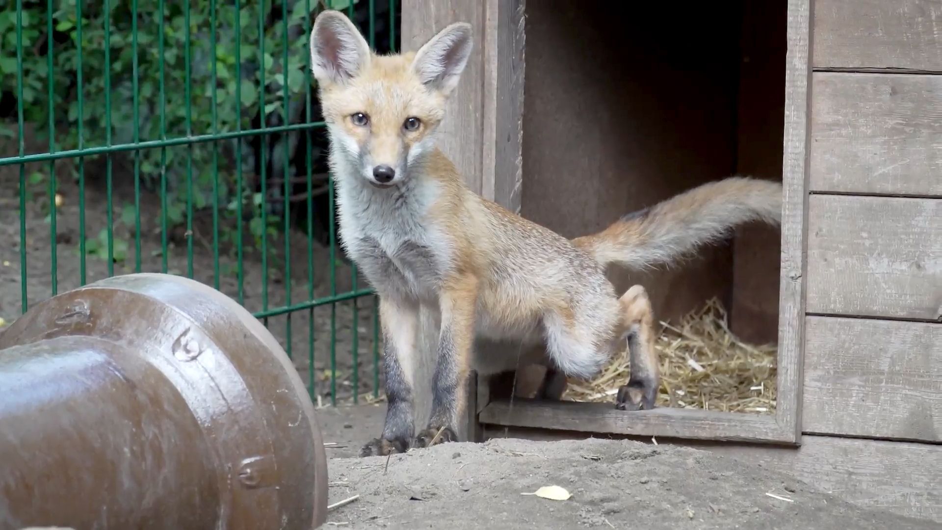 Die kleine Mia: Gelähmter Fuchswelpe kann wieder laufen