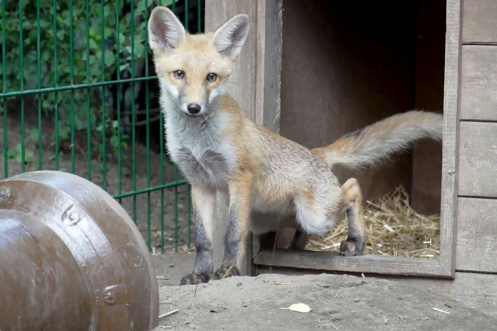 Das Hinterteil hängt etwas durch: Füchsin Mia schaut aus ihrem Gehege. Das Tier kam als gelähmter Welpe zur Fuchshilfe und kann nach Physiotherapie wieder laufen.
