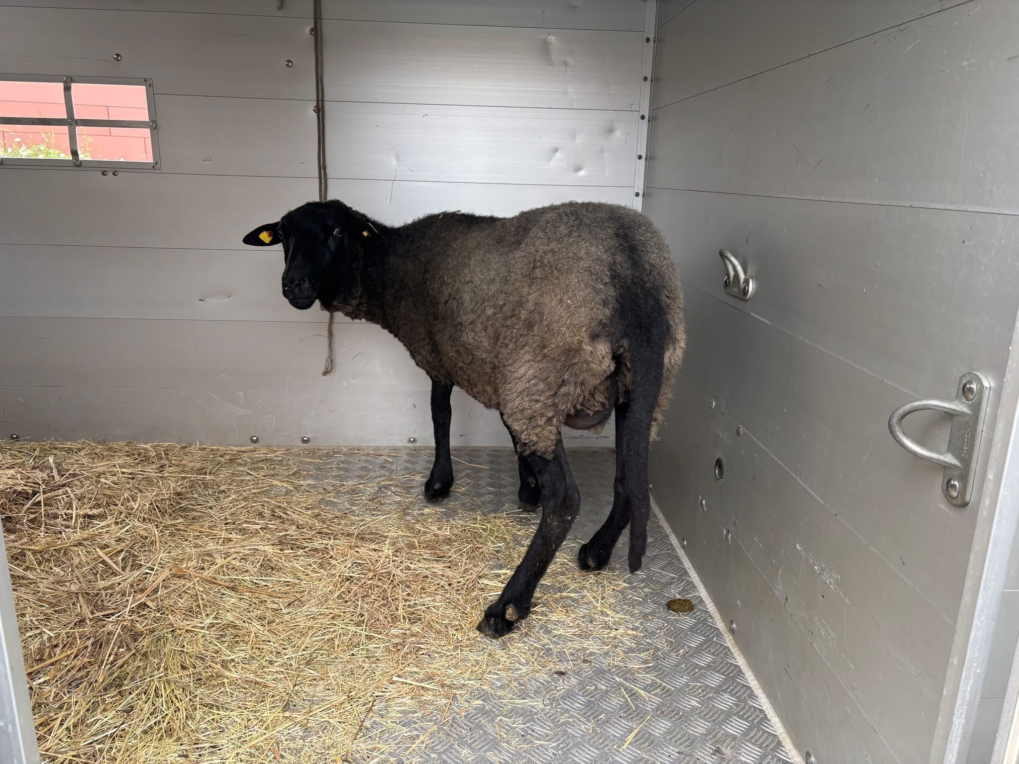 Mitten in Köpenick: Mann schlachtet Schafe in der Wohnung