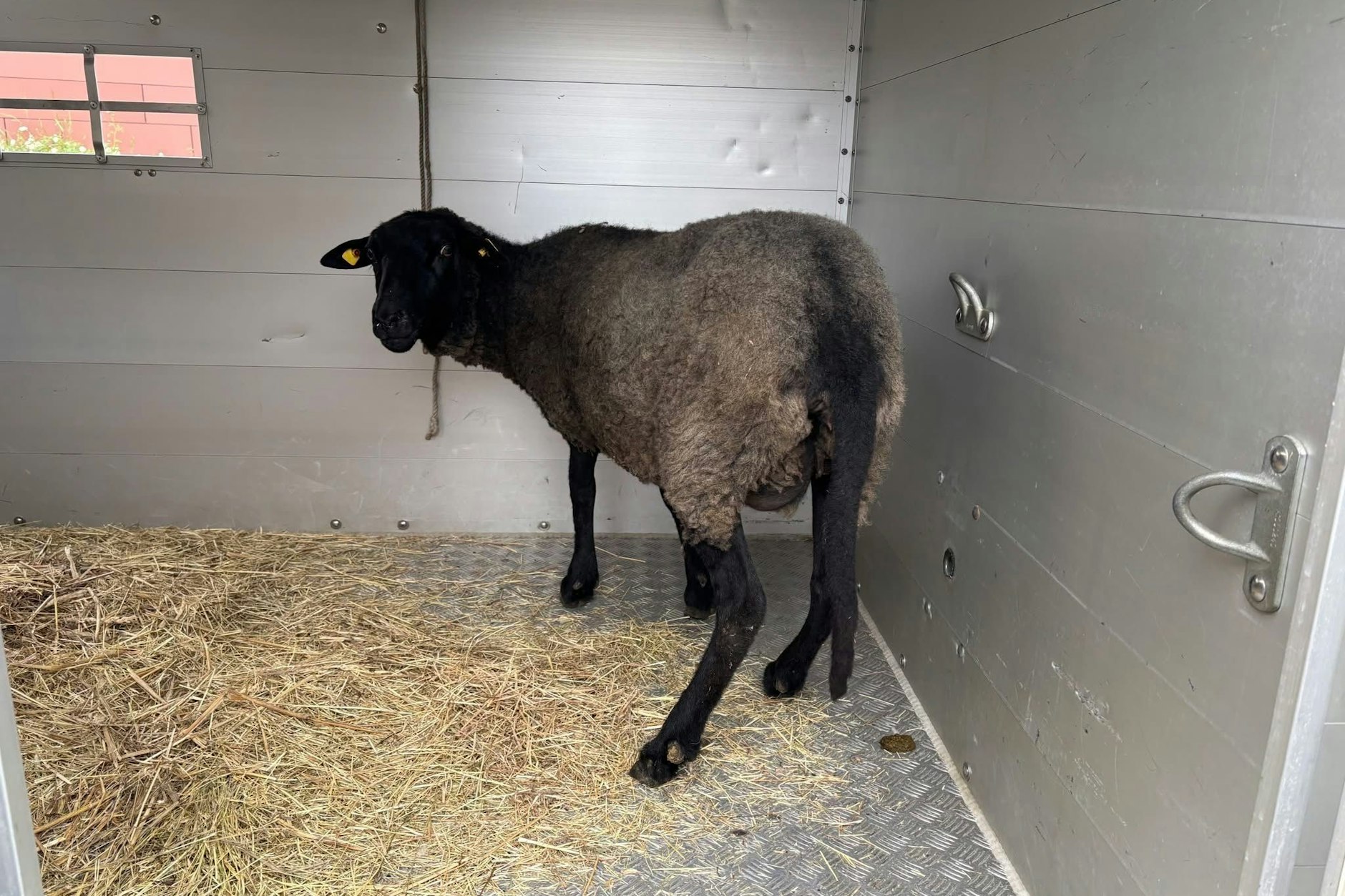 Das Schaf, dass von der Polizei in einer Wohnung in Berlin gerettet wurde.