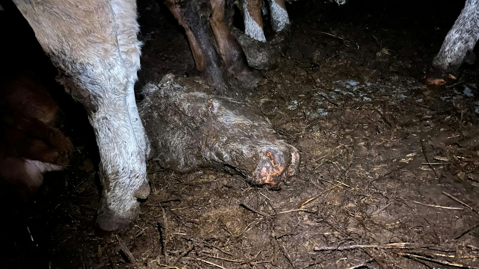 Grausame Bilder: Ein verendendes Tier liegt im eigenen Kot auf der Ladefläche.