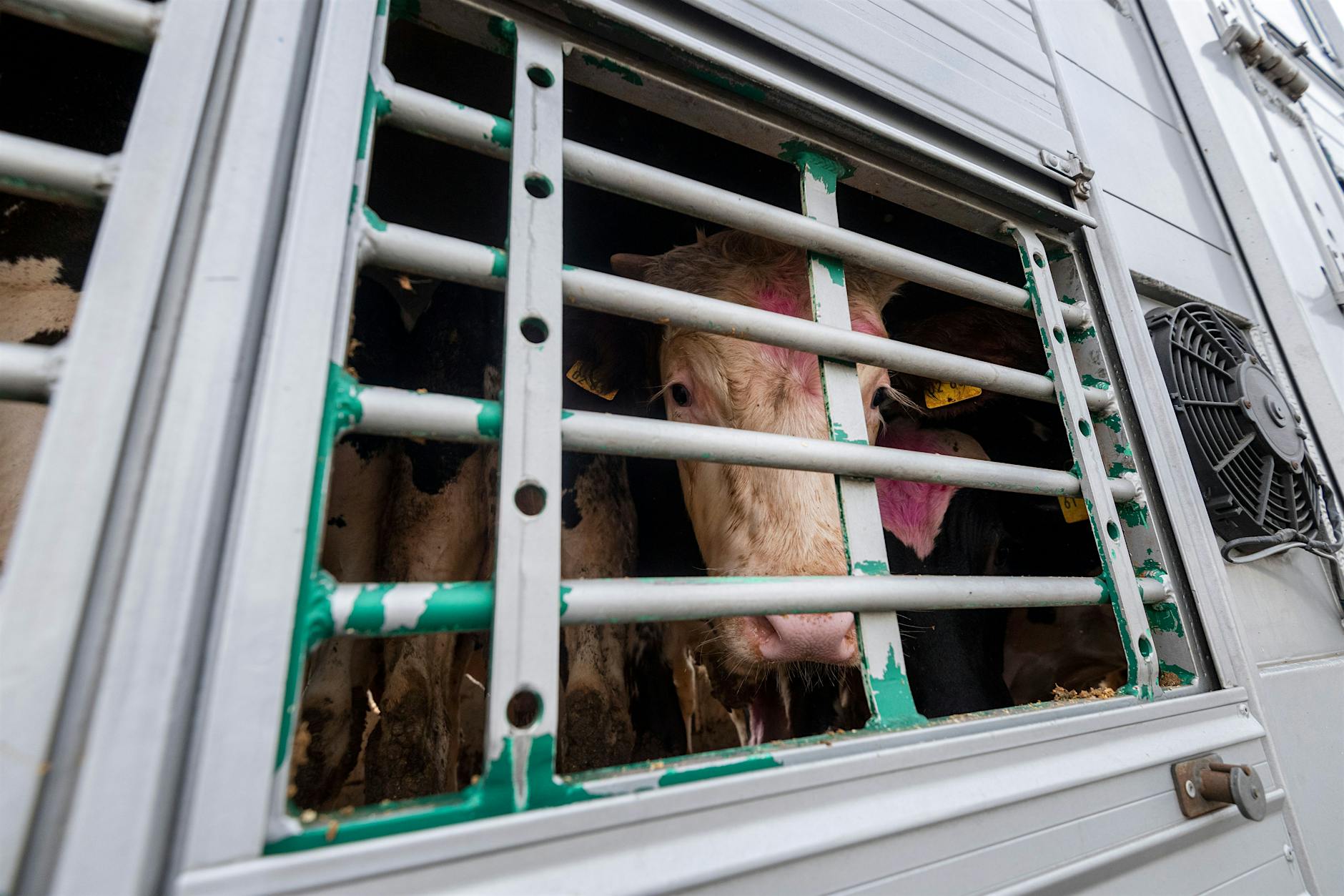 Der Tiertransport der Schande! Rinder und Kälber in Kot erstickt