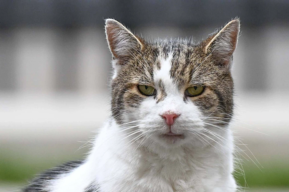 Katzen geraten als Überträger des Bornavirus in den Blick.