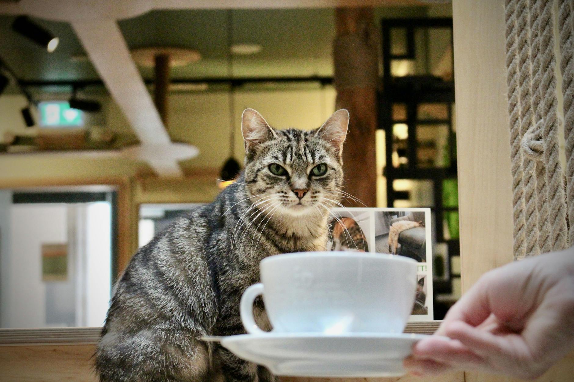Eine der vier Katzen im „Katzentempel“ an der Friedrichstraße.