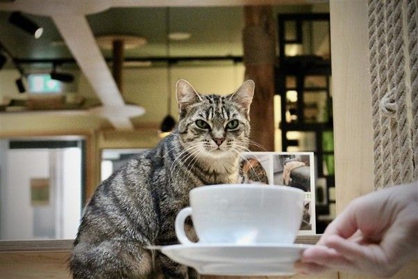 Neues Café in Mitte: Im „Katzentempel“ sind die Katzen froh!