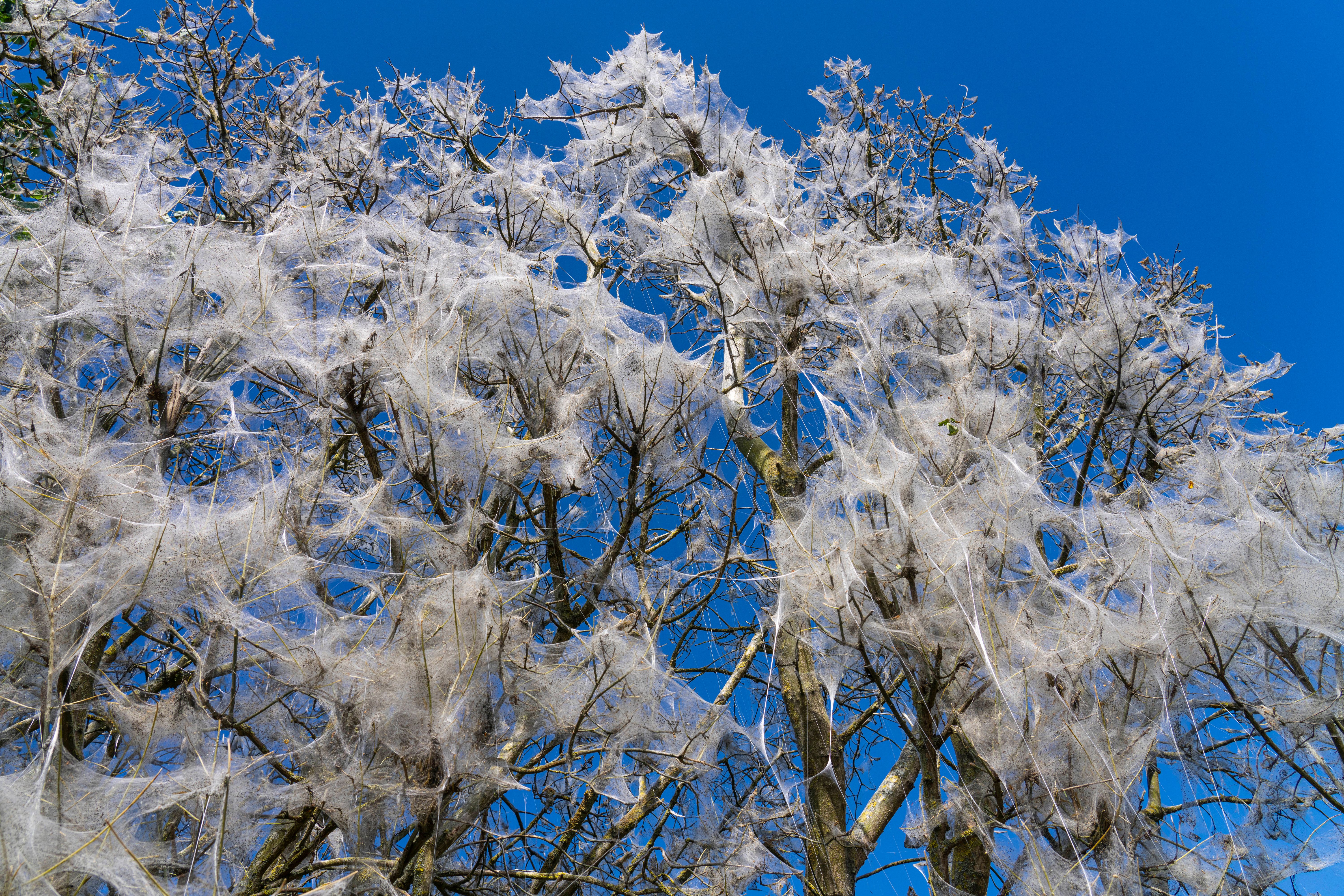 Naturschauspiel in Weiß: Darum gibt es in Reinickendorfer Parks gespinstartige Netze