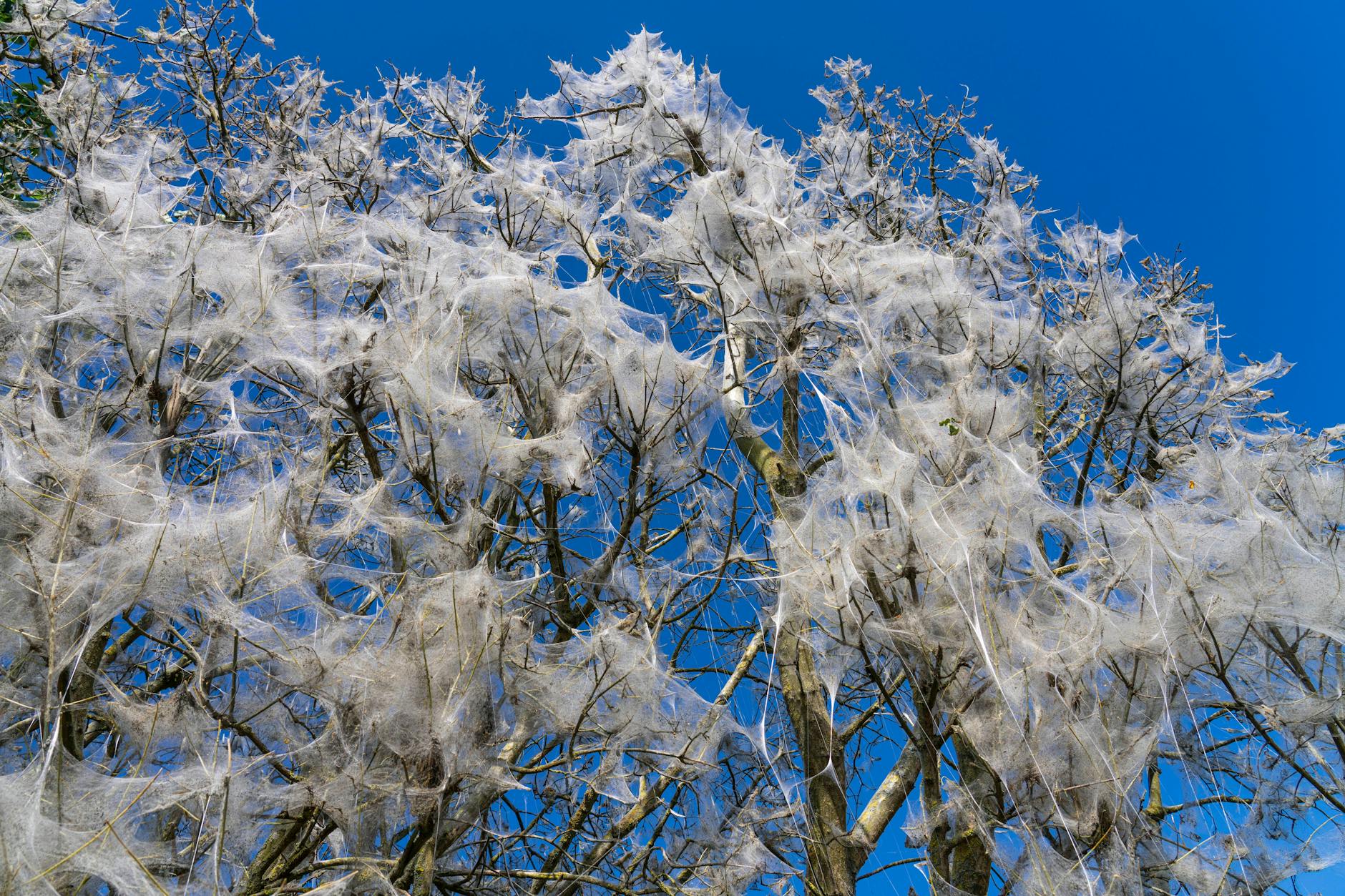 Die Gespinstmotten legen ihre Eier im Juli und August an den Zweigen von Sträuchern und Bäumen ab.