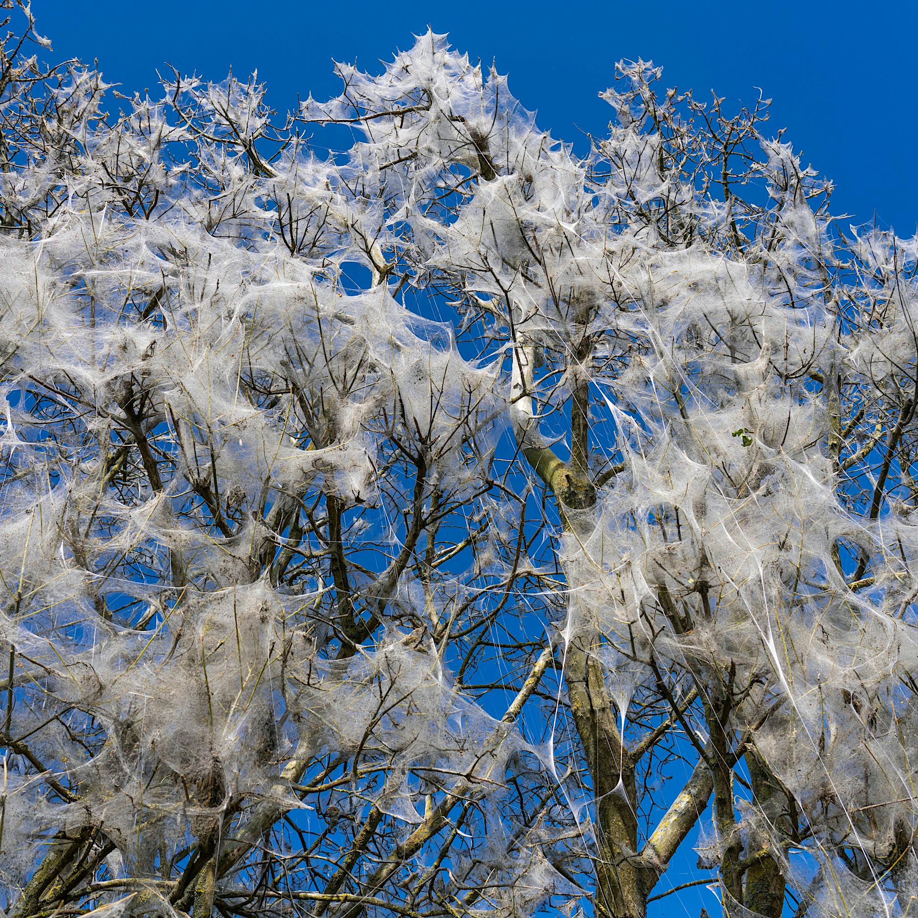 Naturschauspiel in Weiß: Darum gibt es in Reinickendorfer Parks gespinstartige Netze