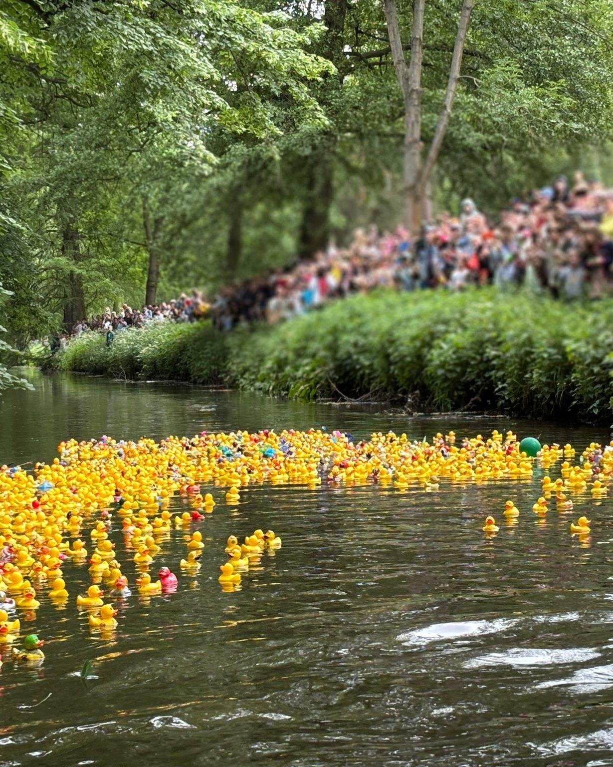 Frust im Bürgerpark: Pankow will sein Entenrennen zurück