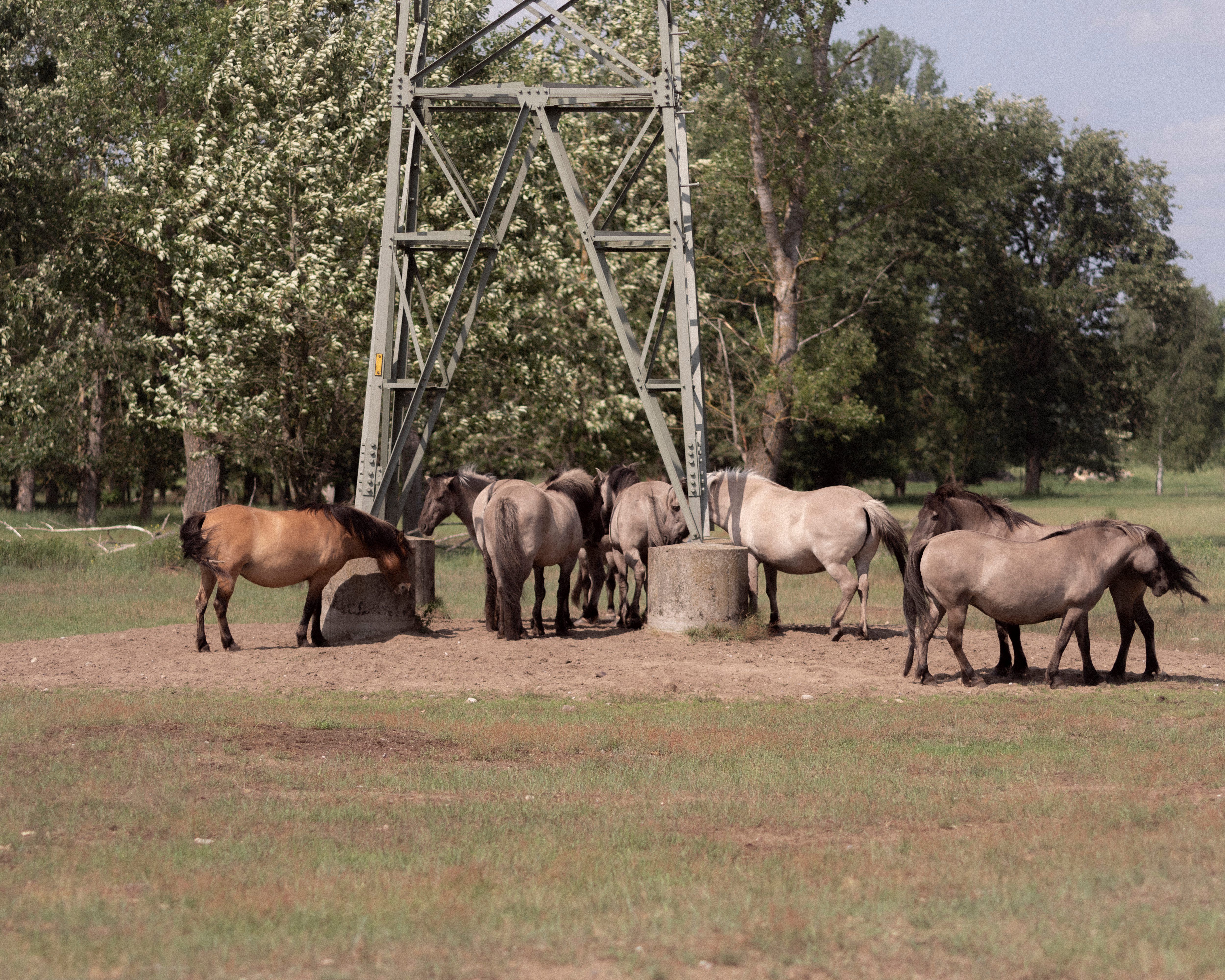Image - Wilder Osten: Hier lassen sich im Berliner Umland frei lebende Pferde beobachten
