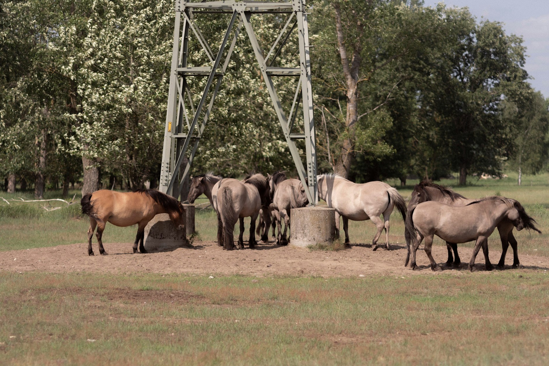 Da sind sie ja! Die Pferde auf dem 800 Hektar großen Areal zu finden, ist gar nicht so leicht.