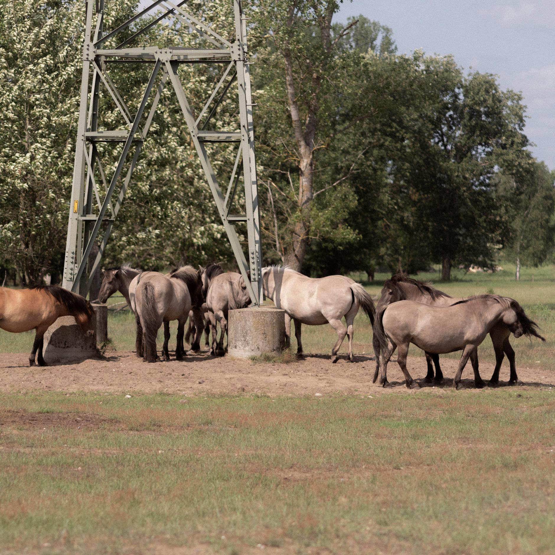 Image - Wilder Osten: Hier lassen sich im Berliner Umland frei lebende Pferde beobachten