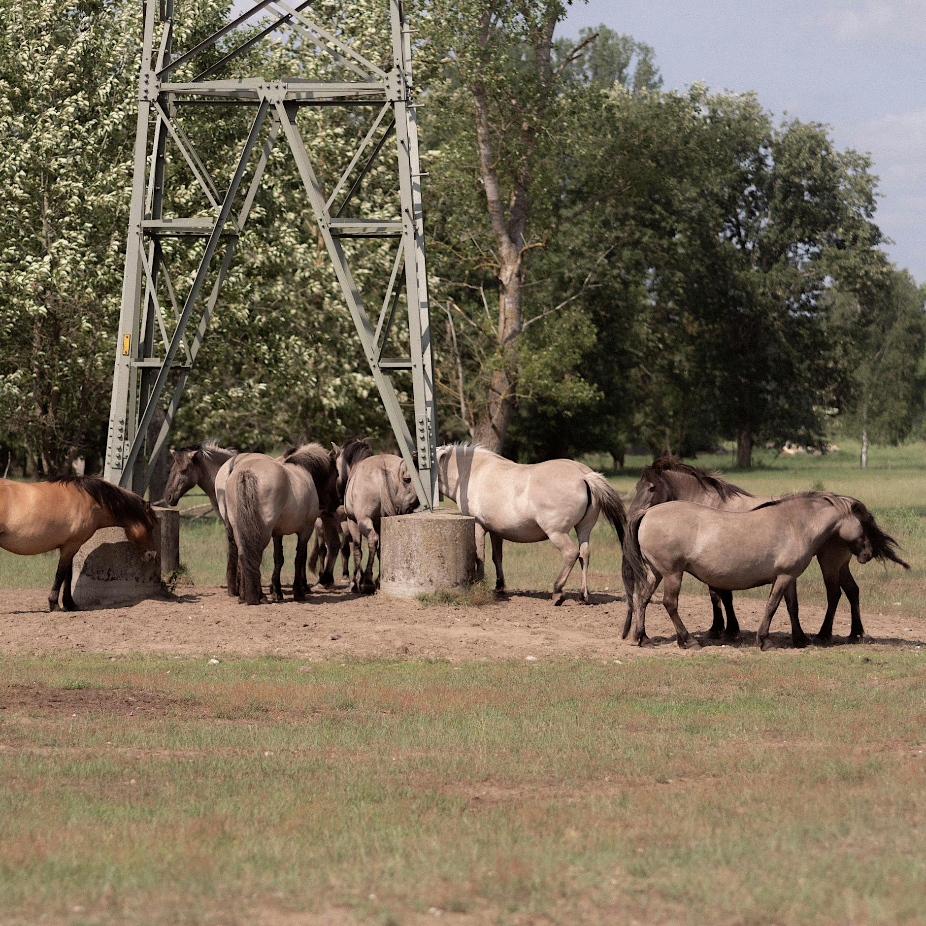 Wilder Osten: Hier lassen sich im Berliner Umland frei lebende Pferde beobachten