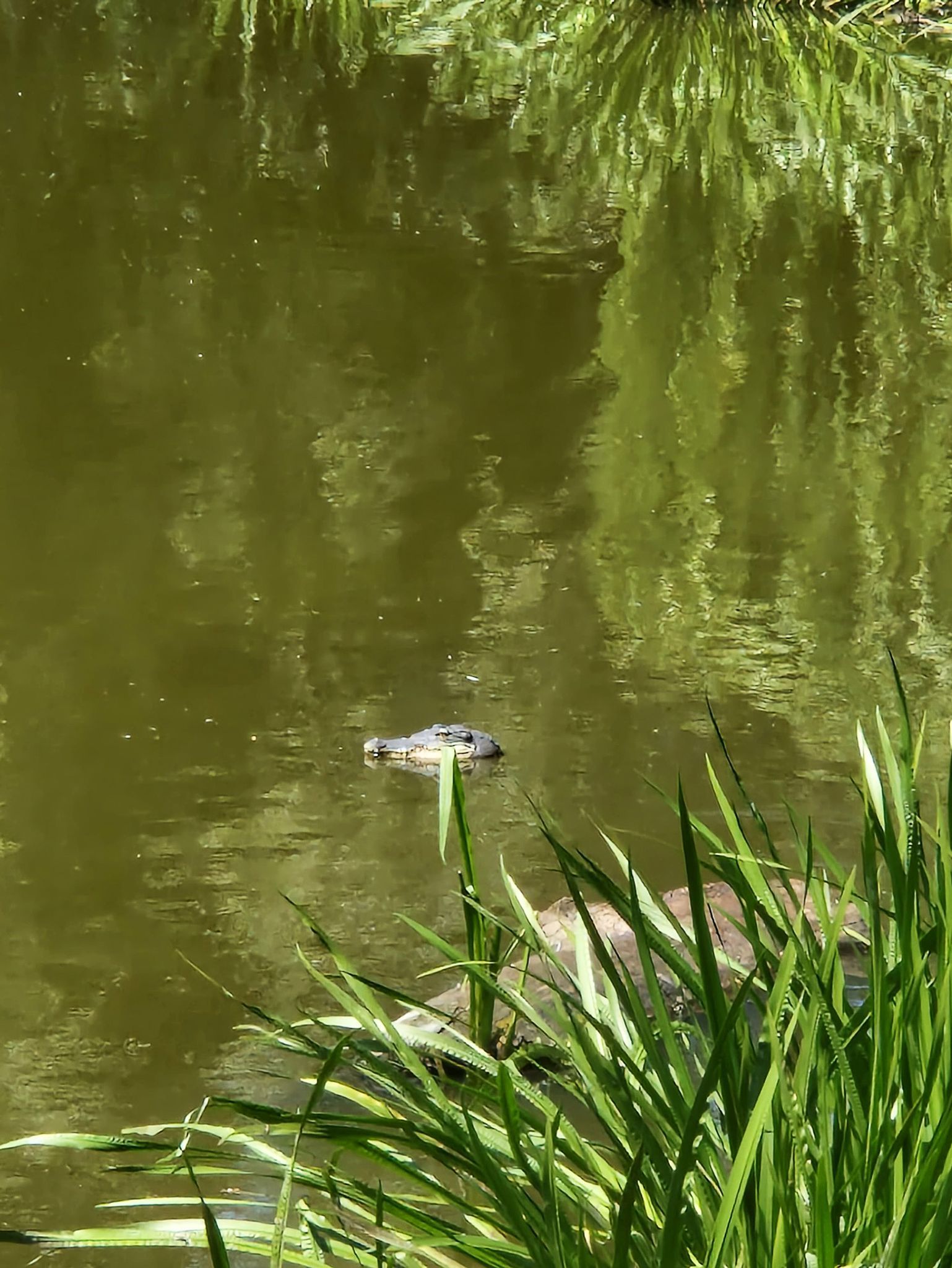 Alligator in Weißensee: Funkspruch sorgt für kuriosen Polizeieinsatz in Pankow