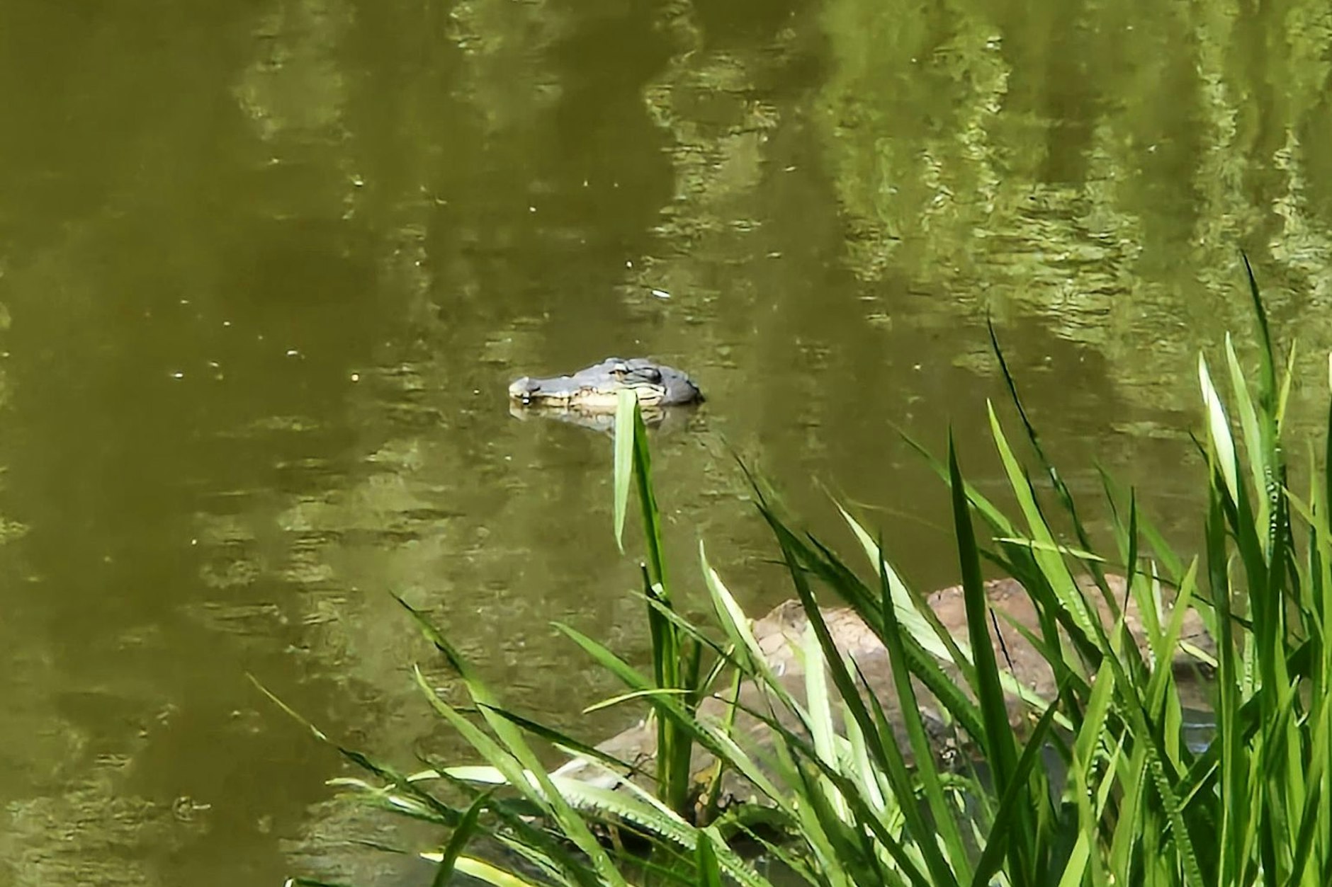 Ein „Alligator“ sorgte am Freitag in Weißensee für einen Polizeieinsatz.