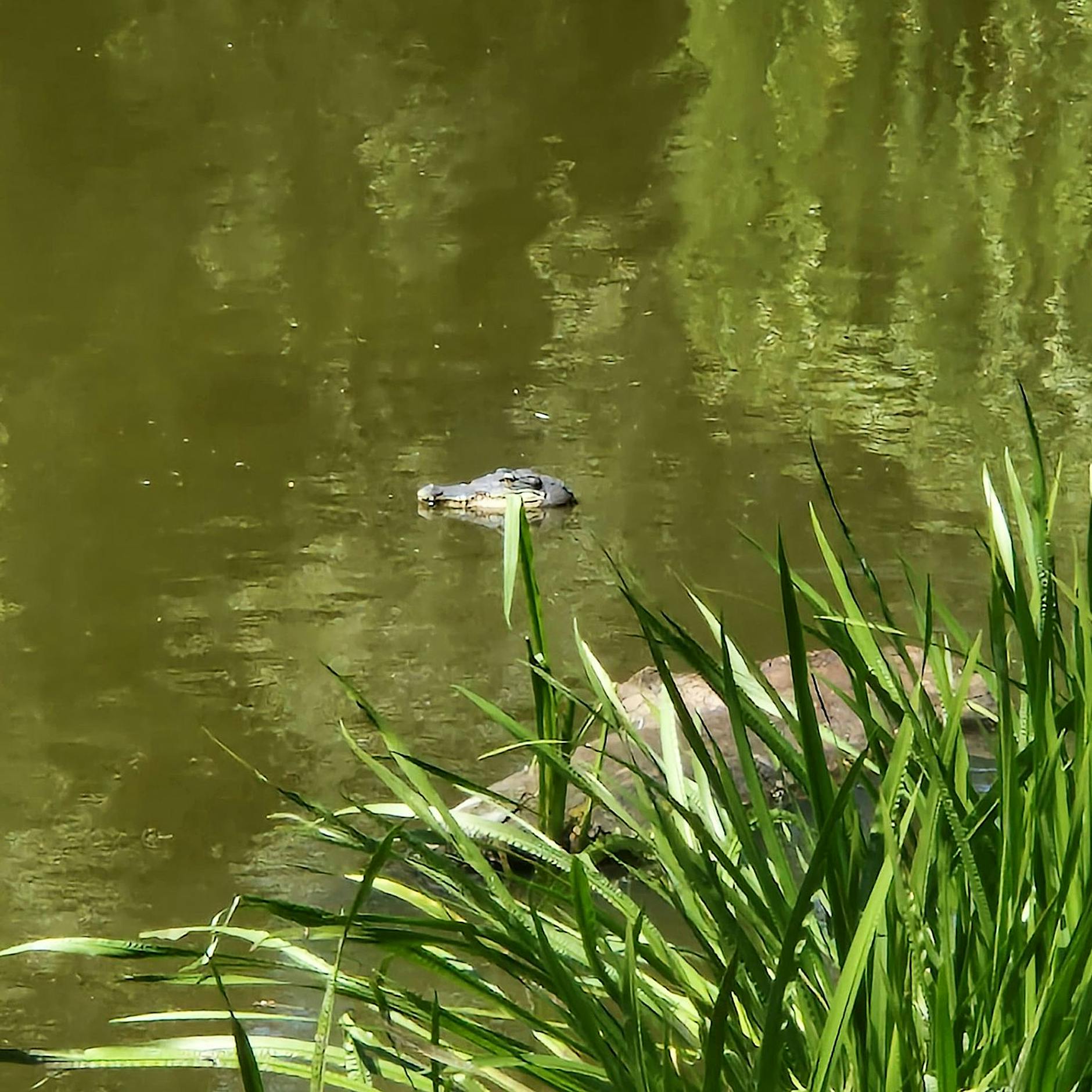 Alligator in Weißensee: Funkspruch sorgt für kuriosen Polizeieinsatz in Pankow