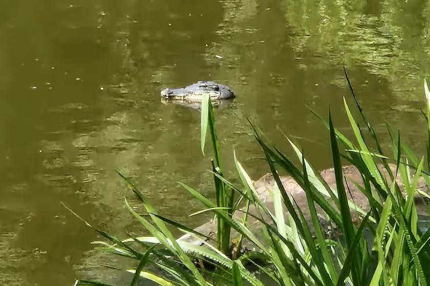 Aus dem Wasser schaut nur der Kopf des Alligators. Sieht schon täuschend echt aus, was da aus dem Kreuzpfuhl guckt.