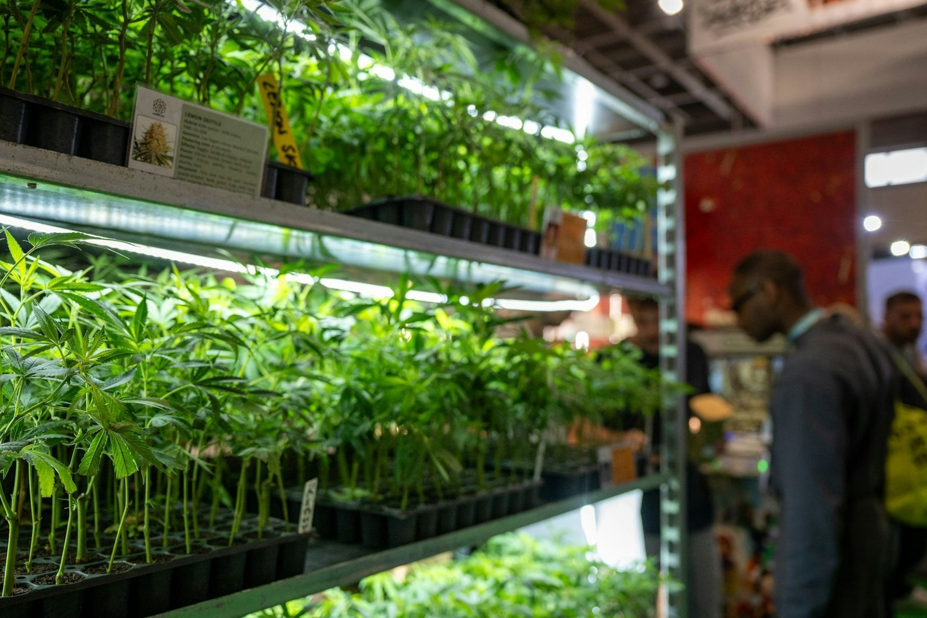 Zahlreiche Hanfpflanzen werden an einem Stand auf der Messe Mary Jane präsentiert. Dieses Jahr soll sie das größte Cannabis-Event der Welt werden.