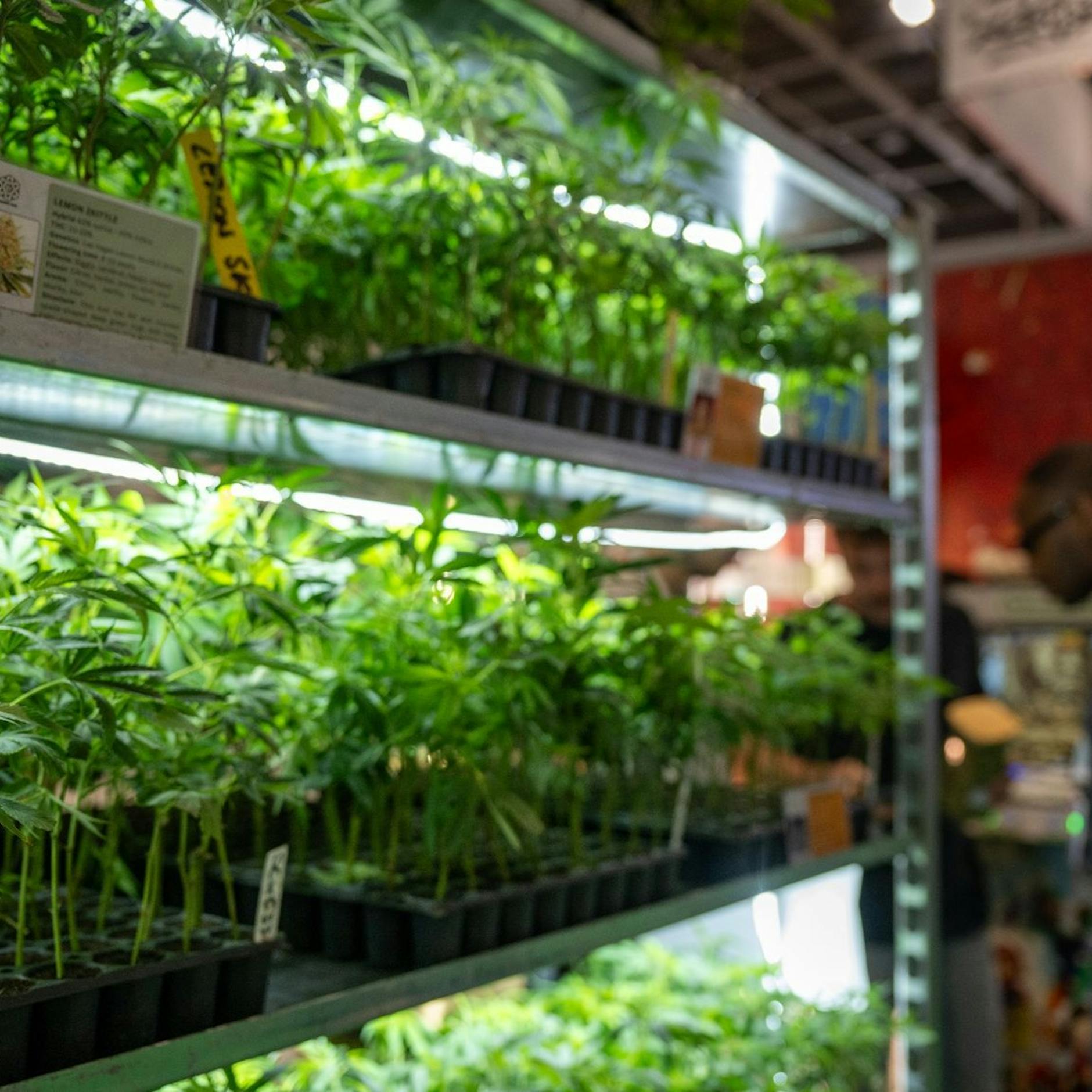 Image - Weltweit größte Kiffer-Messe Mary Jane in Berlin: Was bisher bekannt ist